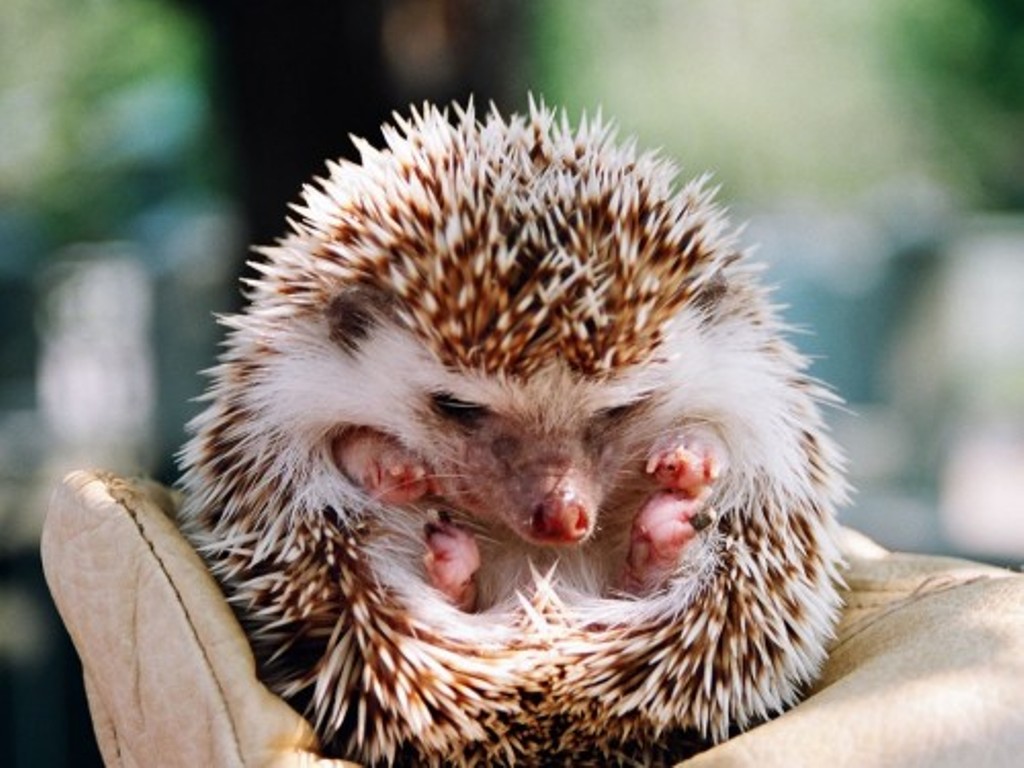 Baby Hedgehog Image Wallpapers