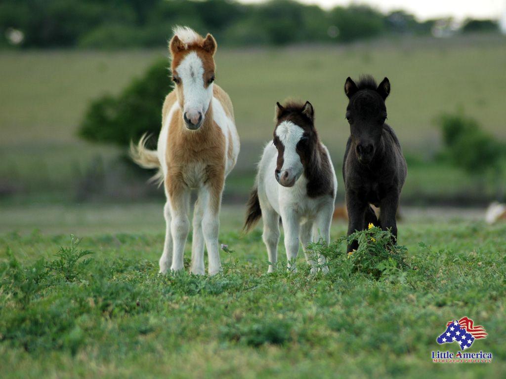 Baby Horse Wallpapers