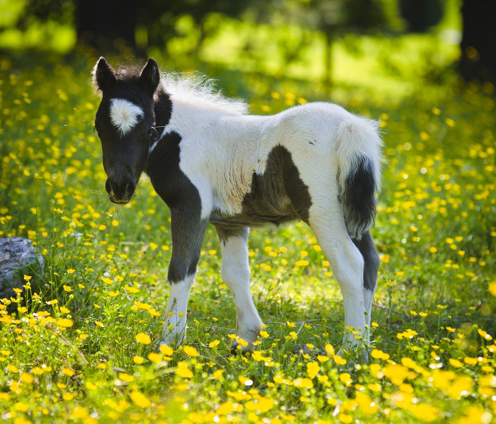 Baby Horse Wallpapers