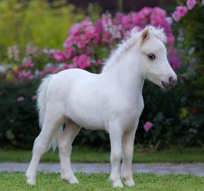 Baby Horse Wallpapers