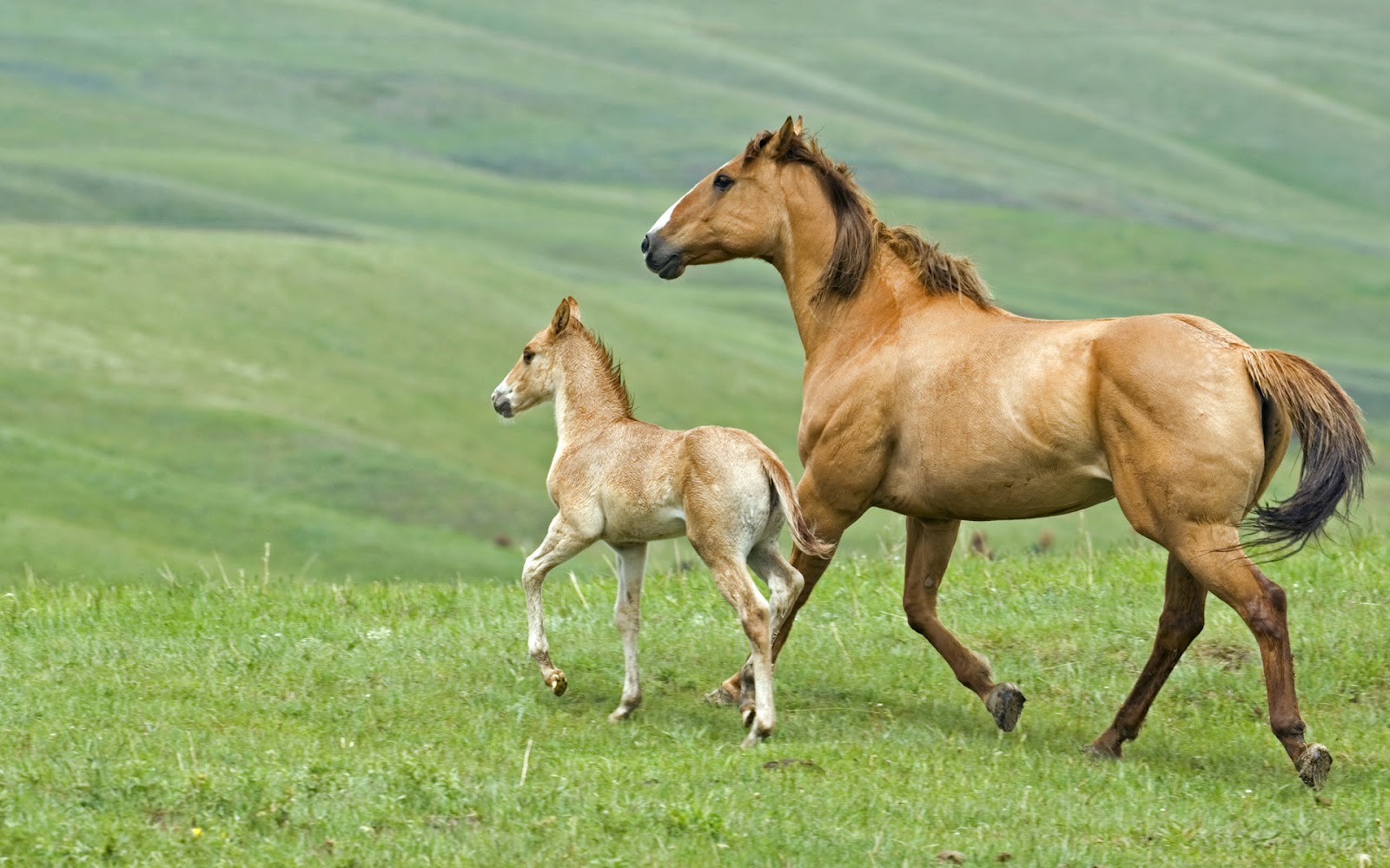 Baby Horse Wallpapers