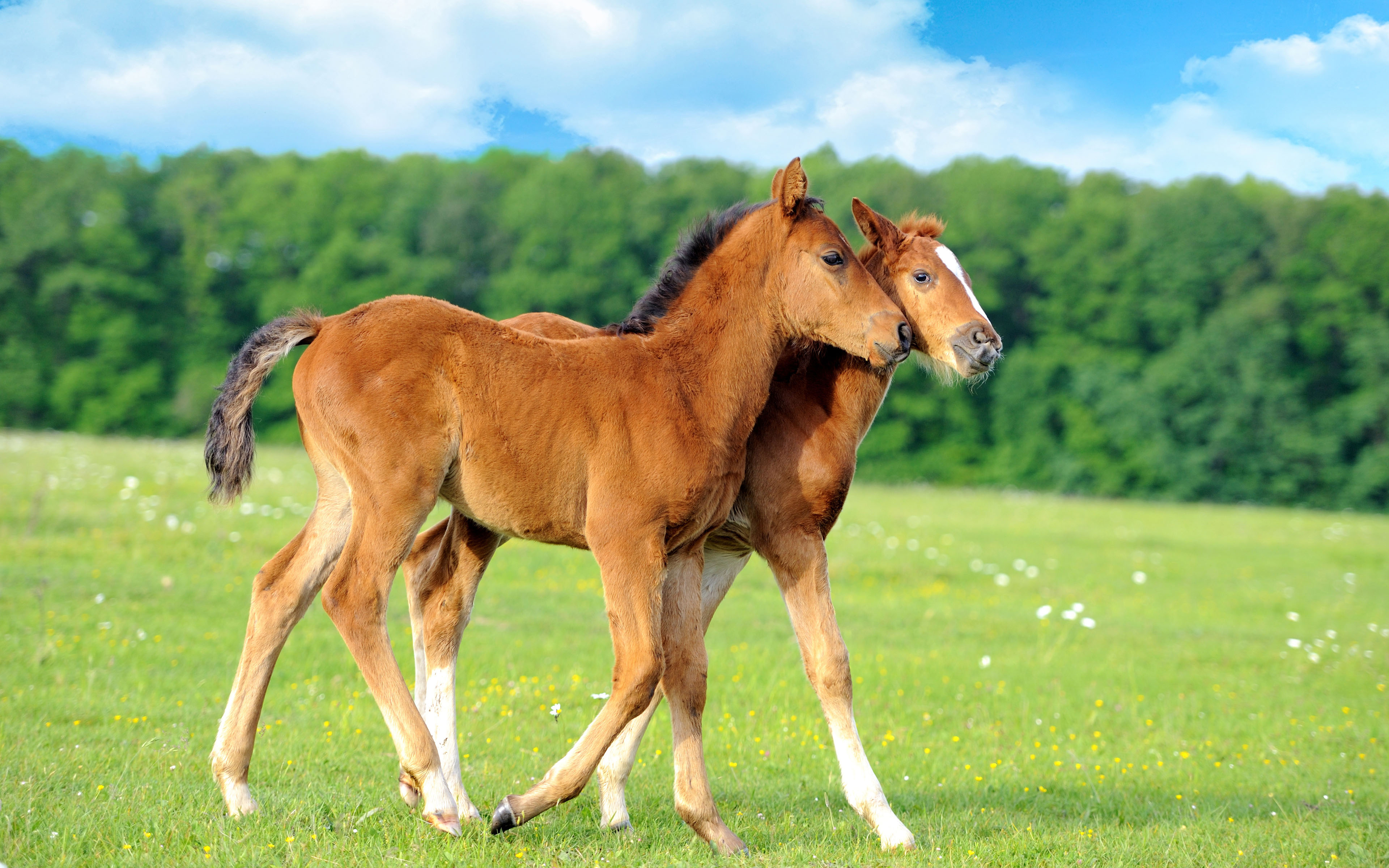 Baby Horse Wallpapers