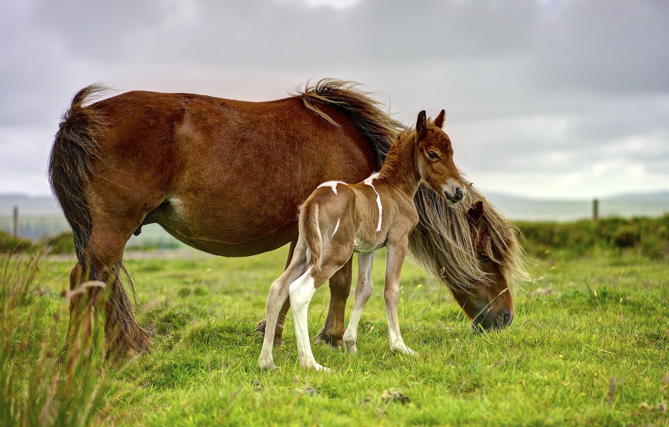 Baby Horse Wallpapers