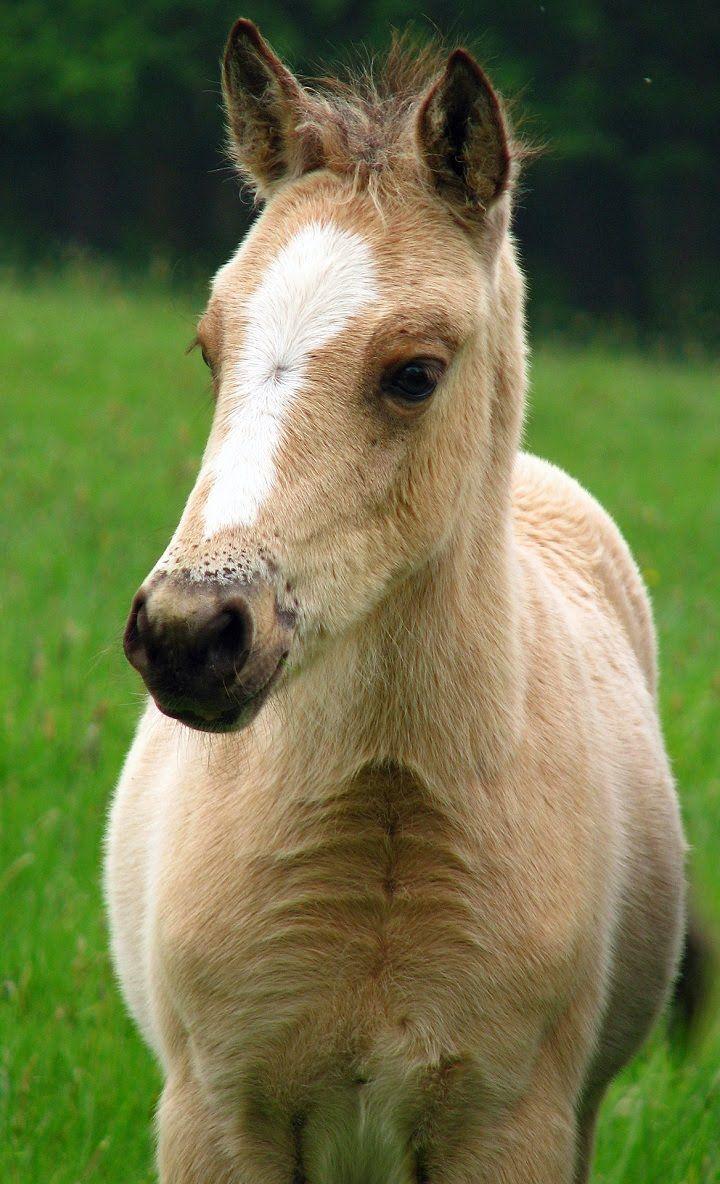 Baby Horse Wallpapers