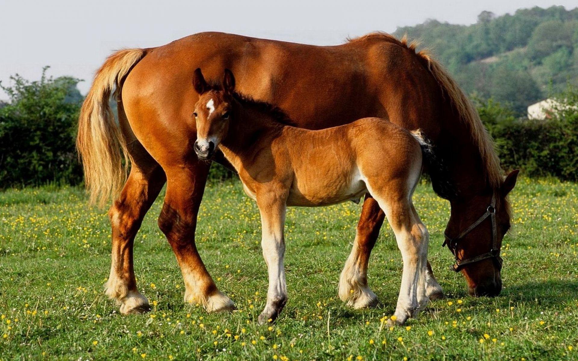 Baby Horse Wallpapers