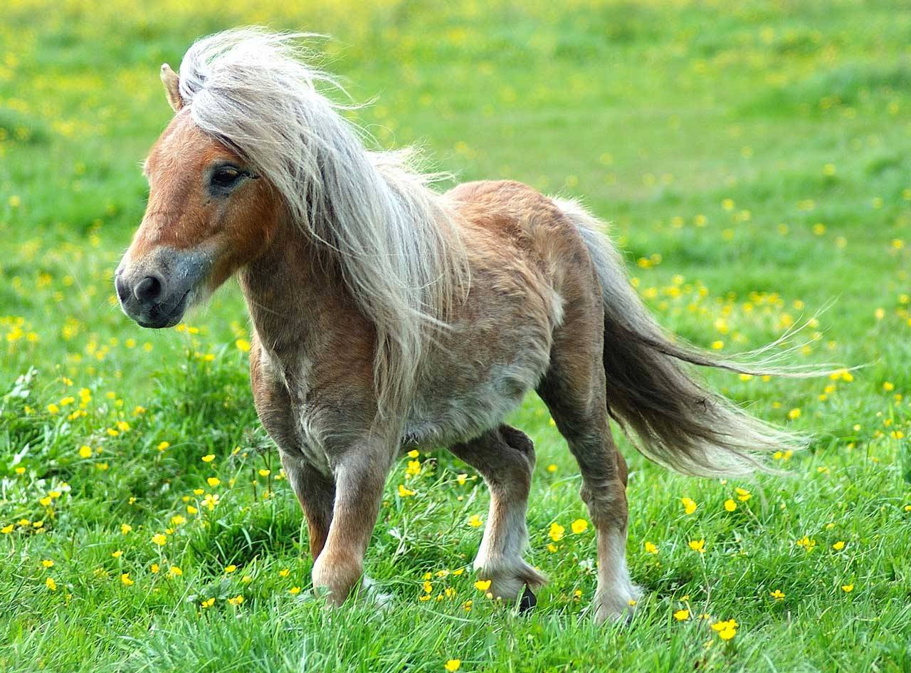 Baby Horse Wallpapers