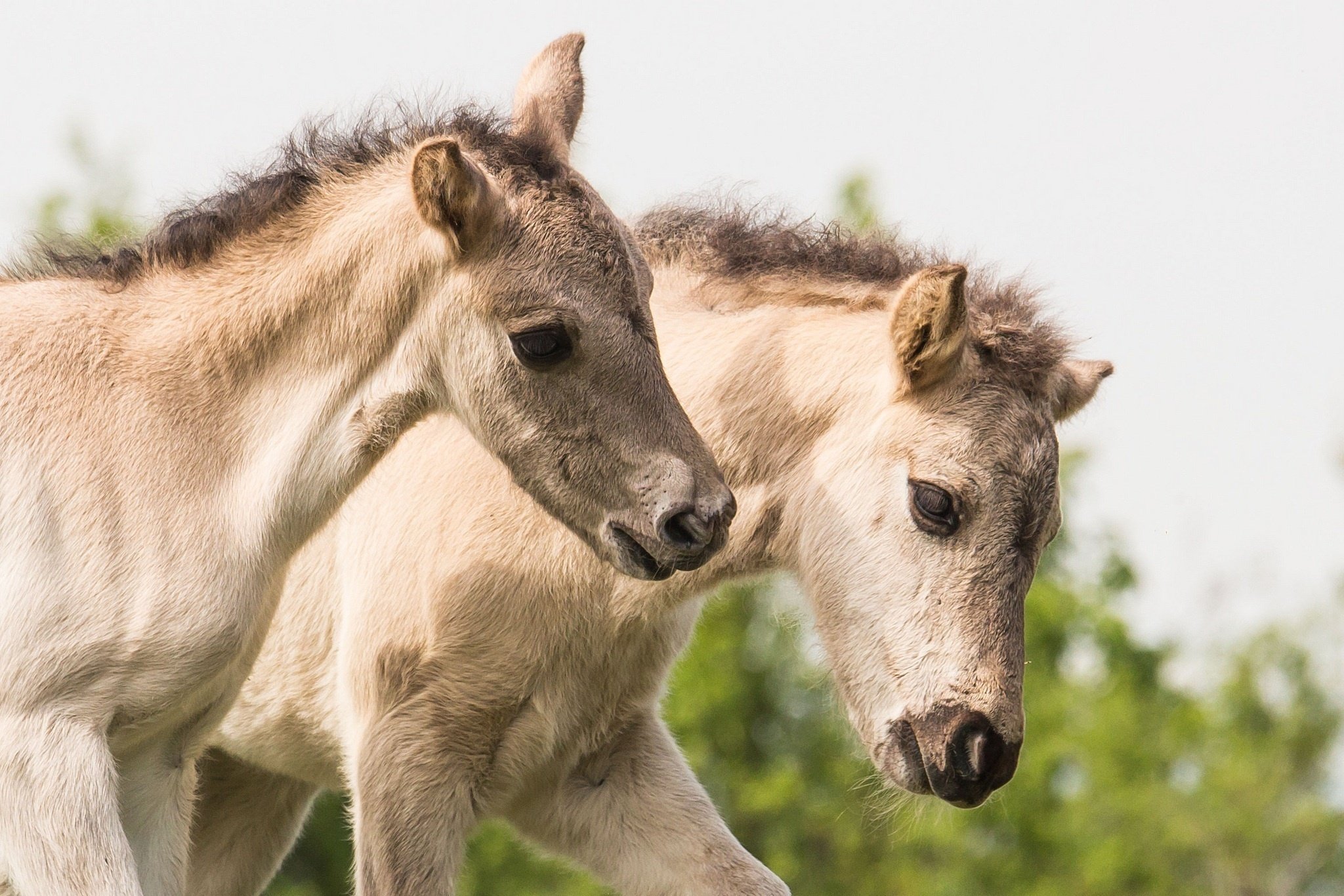 Baby Horse Wallpapers