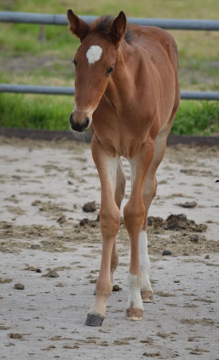 Baby Horse Wallpapers