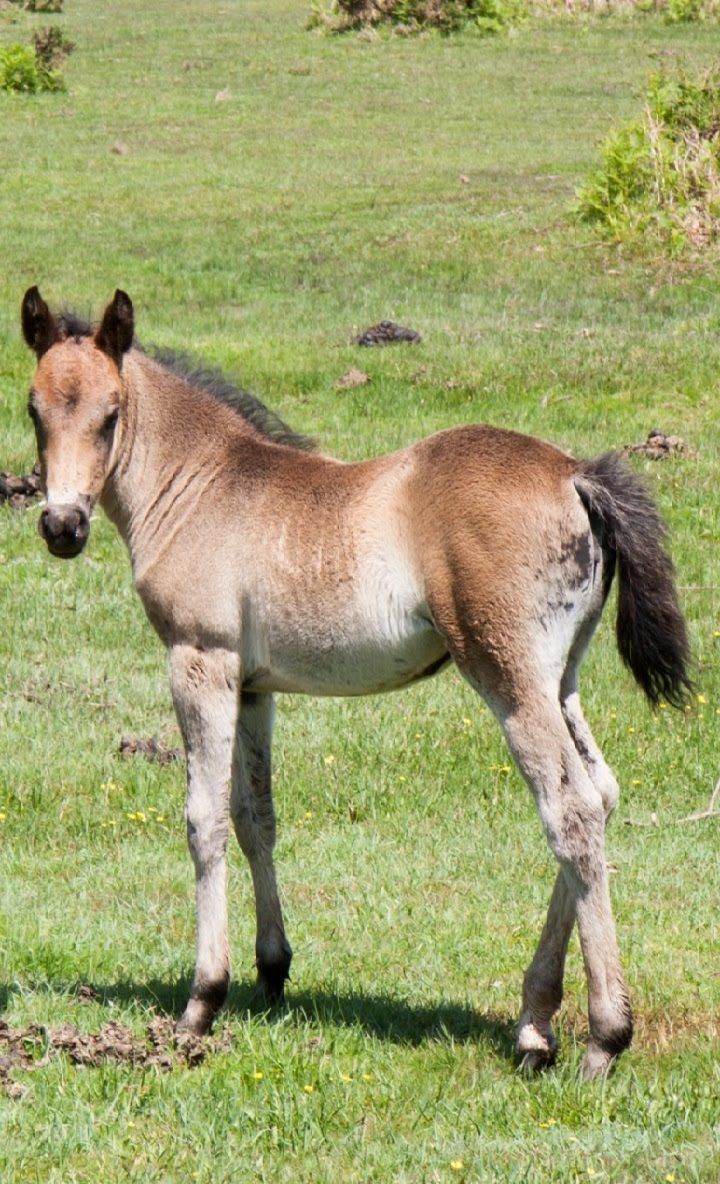 Baby Horse Wallpapers