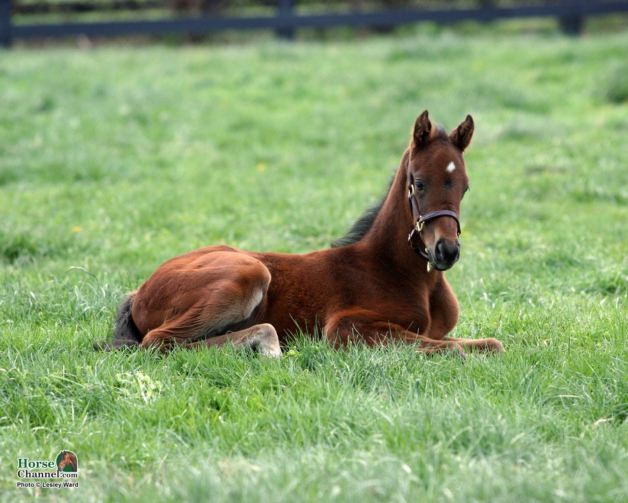 Baby Horse Wallpapers