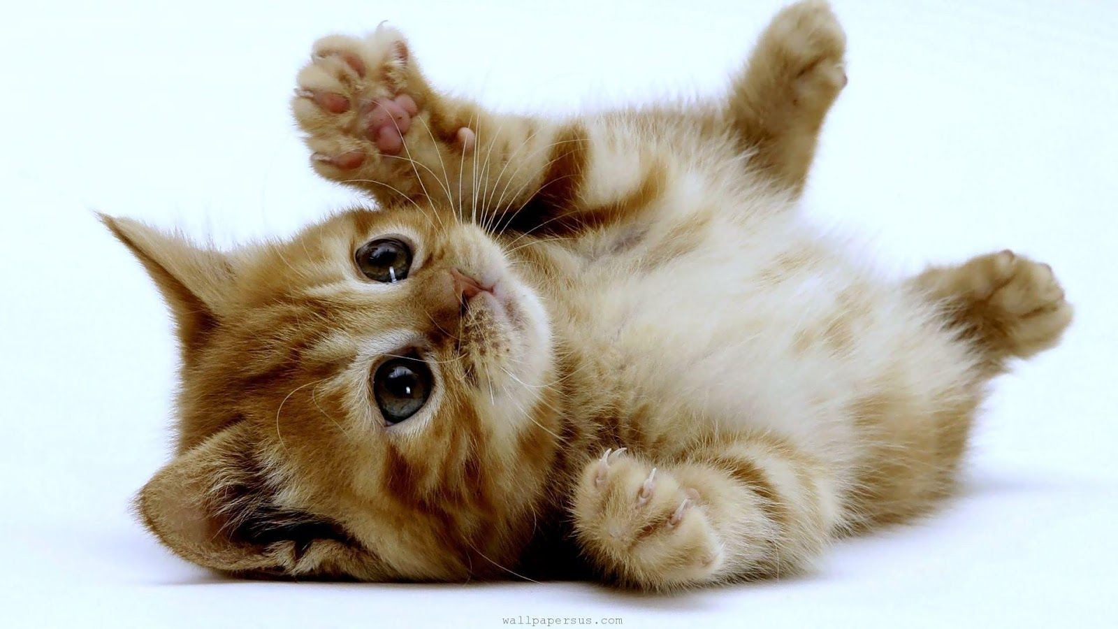 Baby Kitten Wallpapers