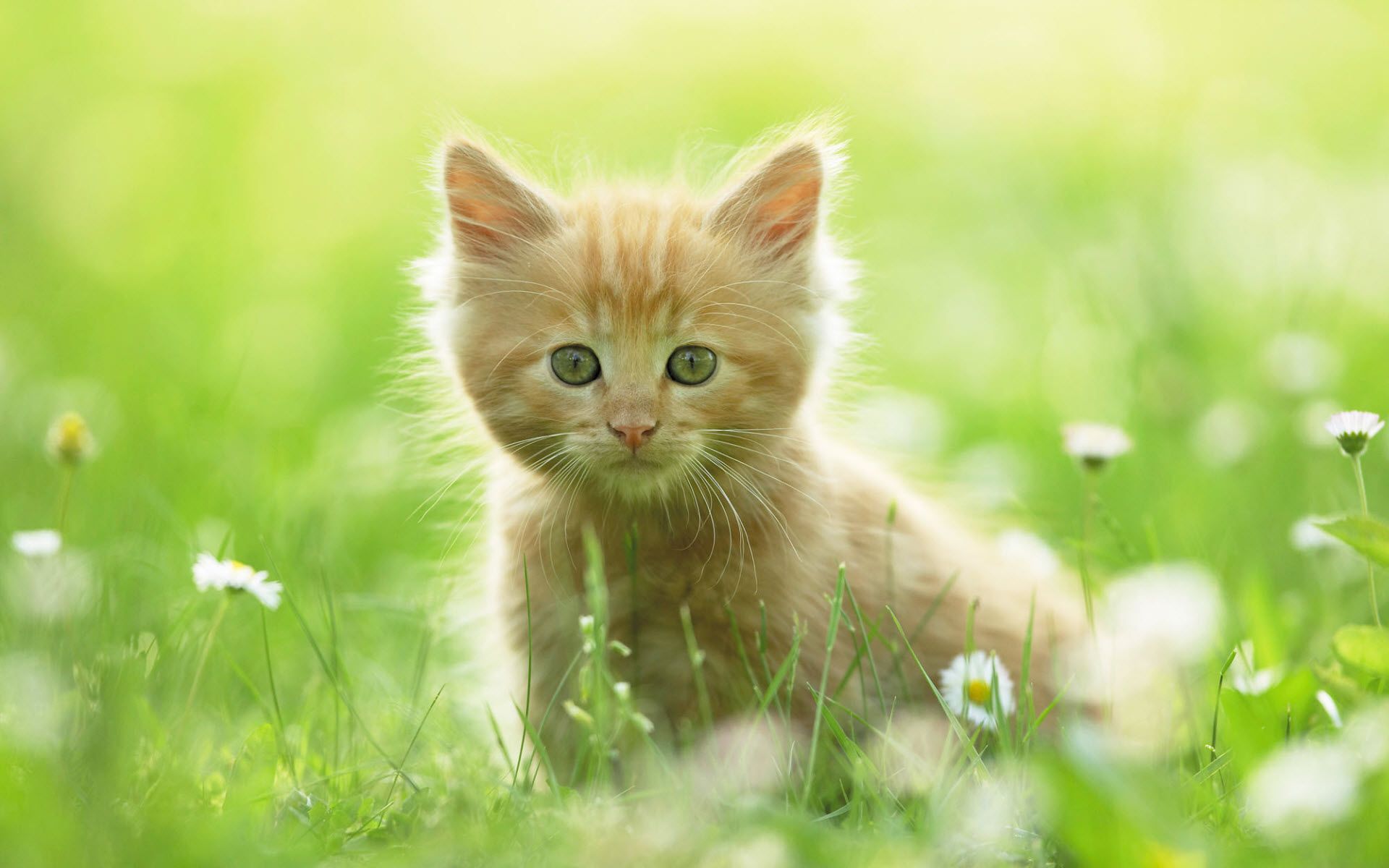 Baby Kitten Wallpapers