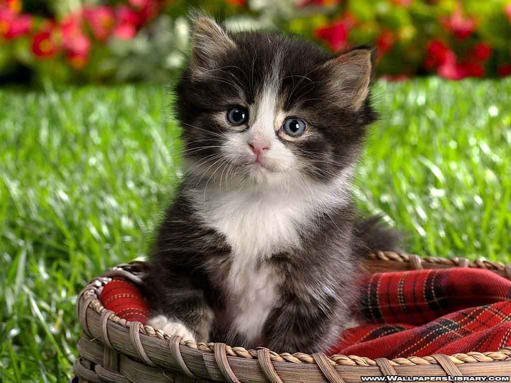 Baby Kitten Wallpapers