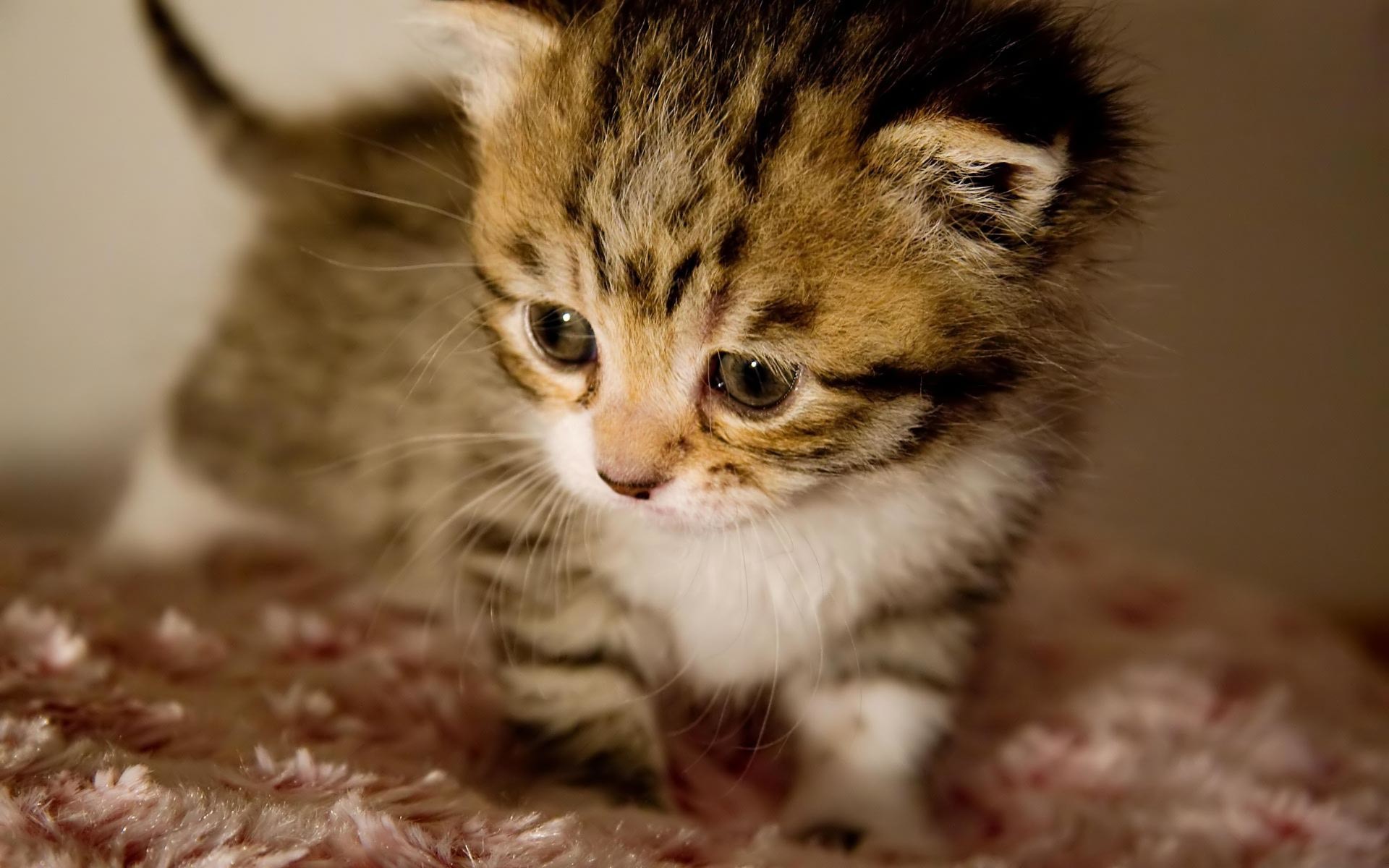 Baby Kitten Wallpapers