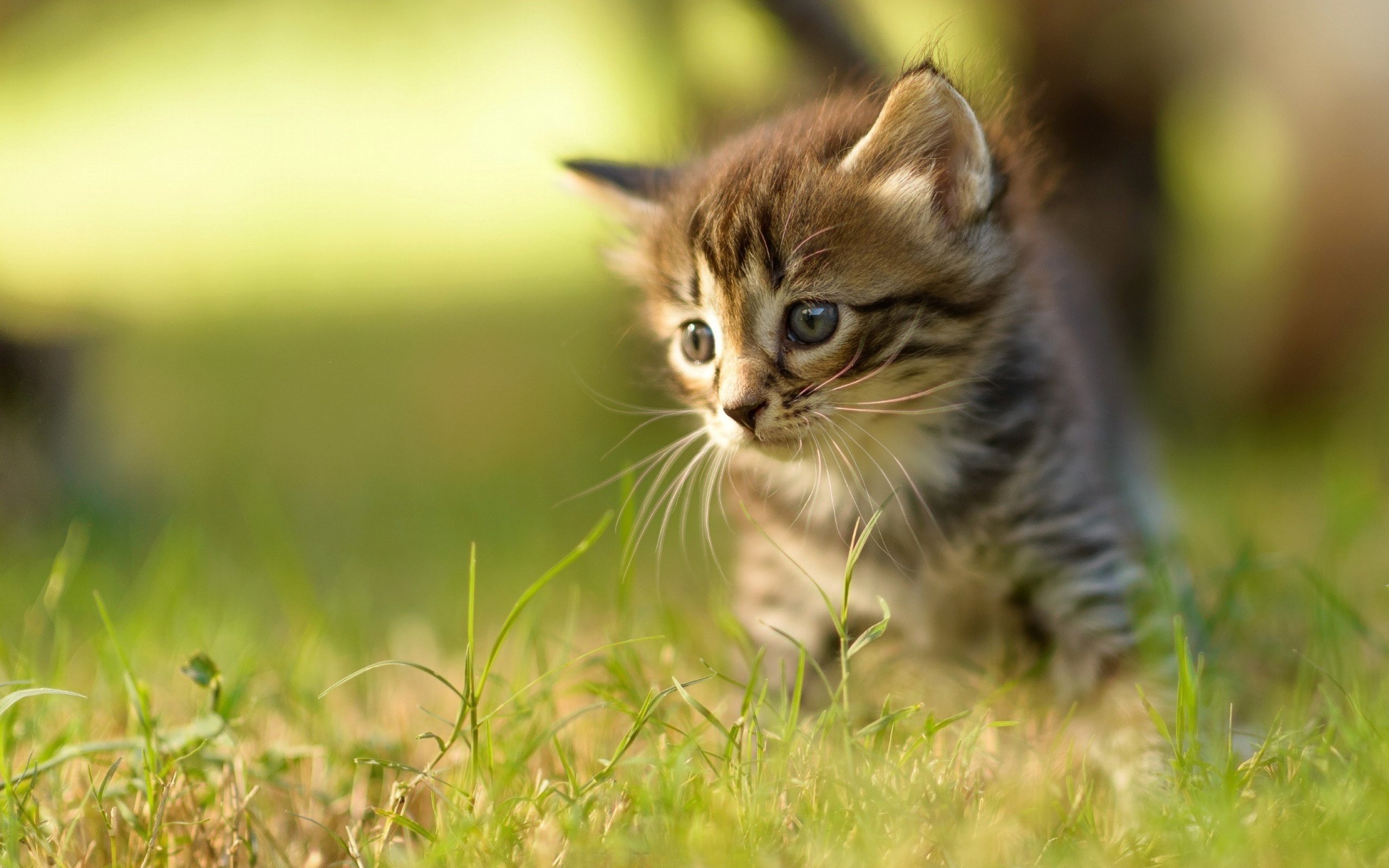 Baby Kitten Wallpapers