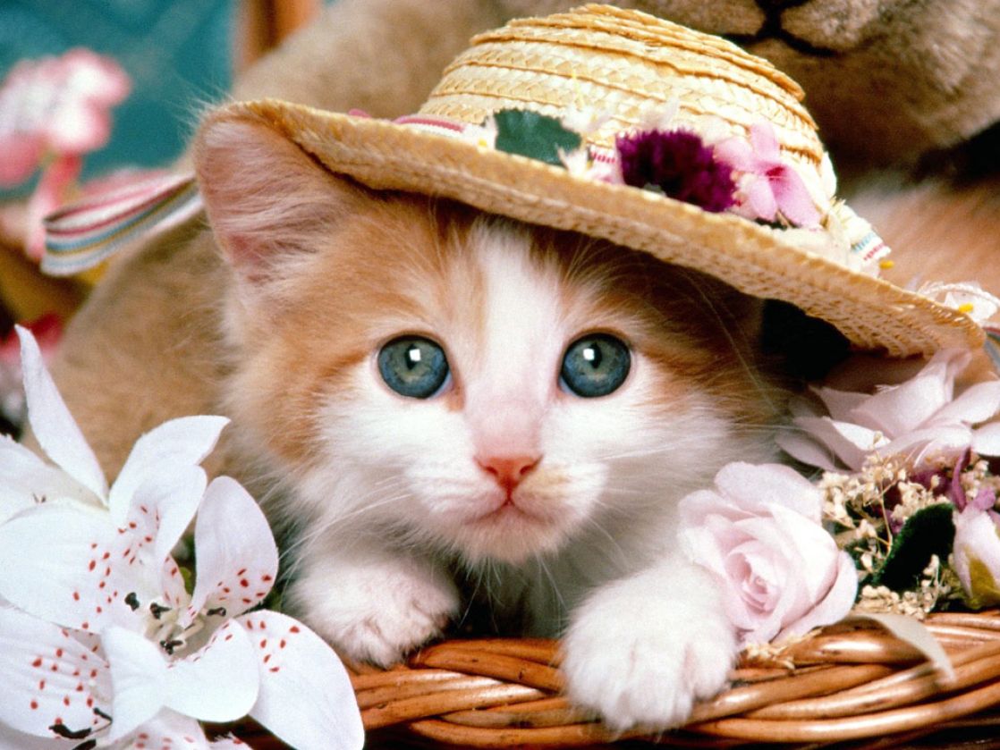 Baby Kitten Wallpapers