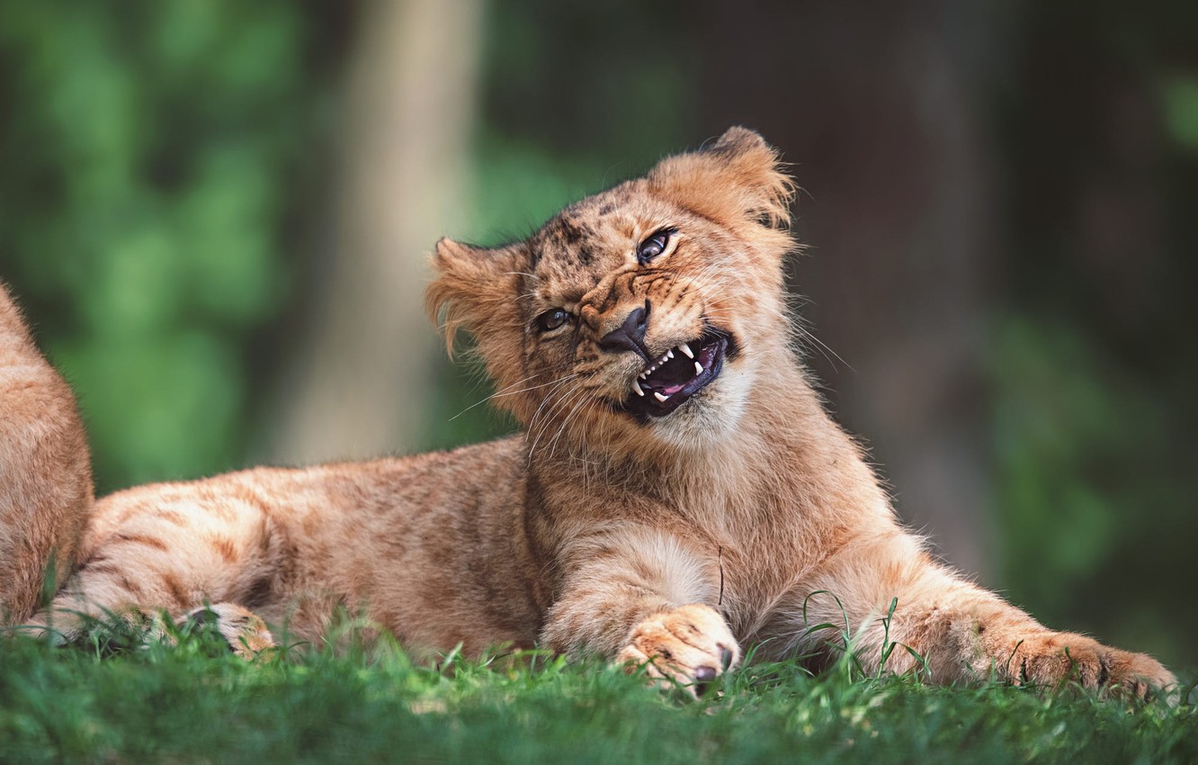 Baby Lion Pic Wallpapers