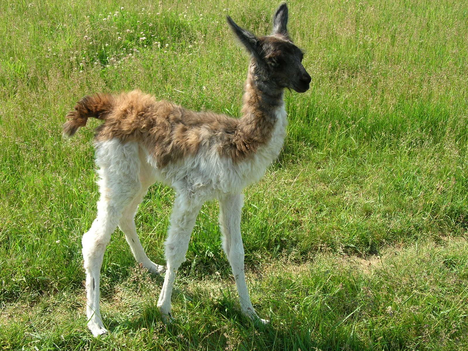 Baby Llama Pics Wallpapers