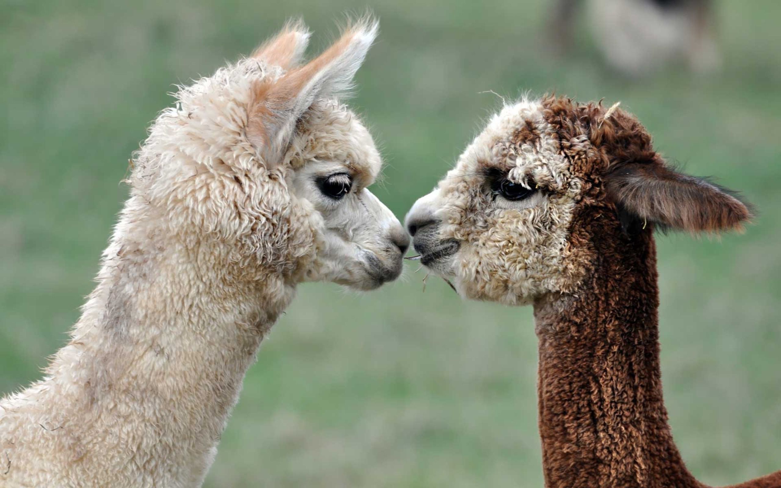 Baby Llama Pics Wallpapers