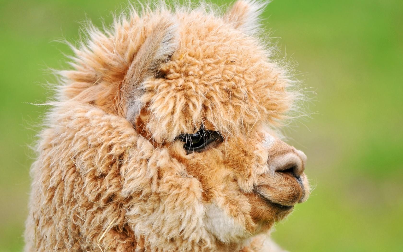 Baby Llama Pics Wallpapers