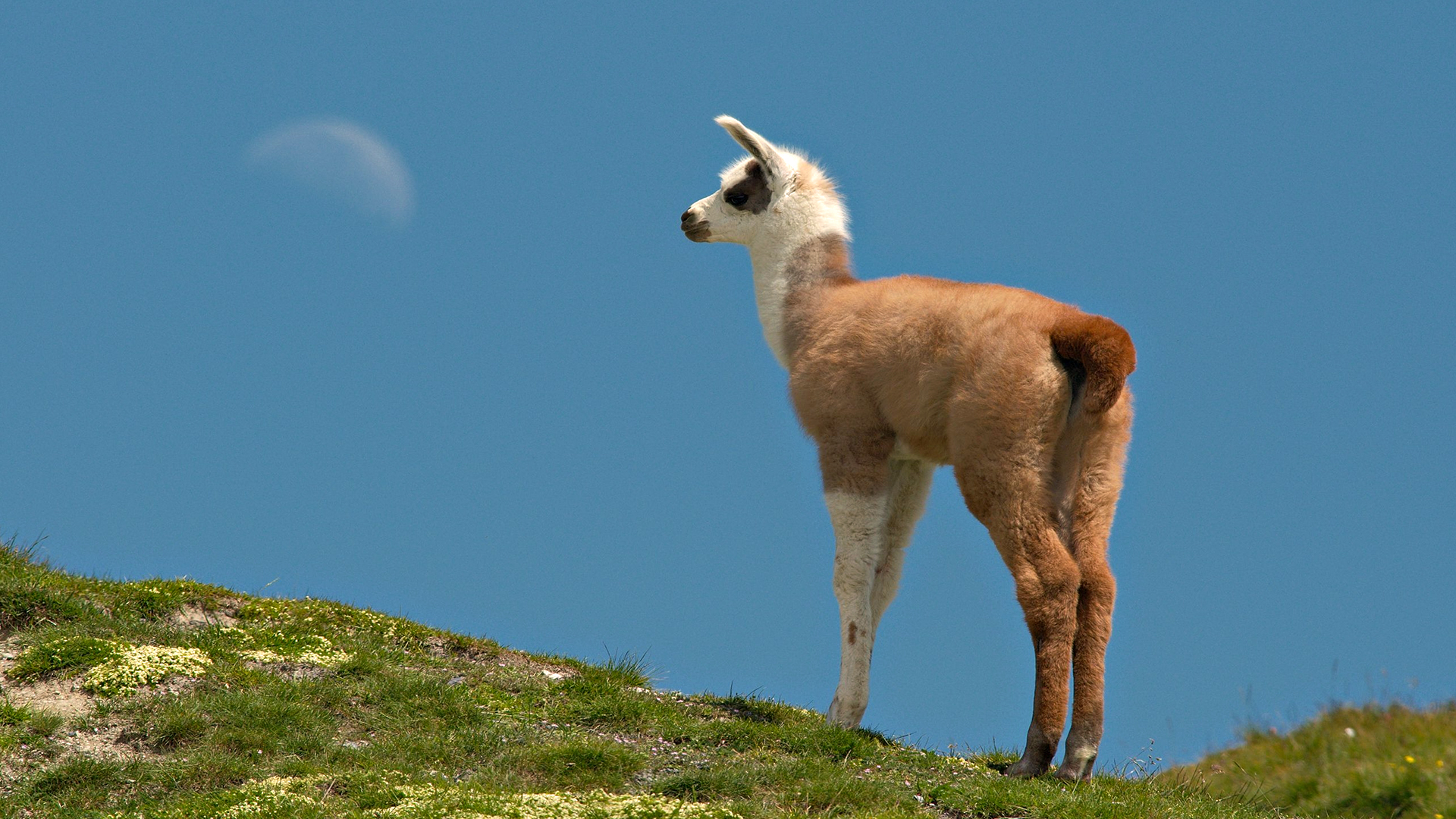 Baby Llama Pics Wallpapers