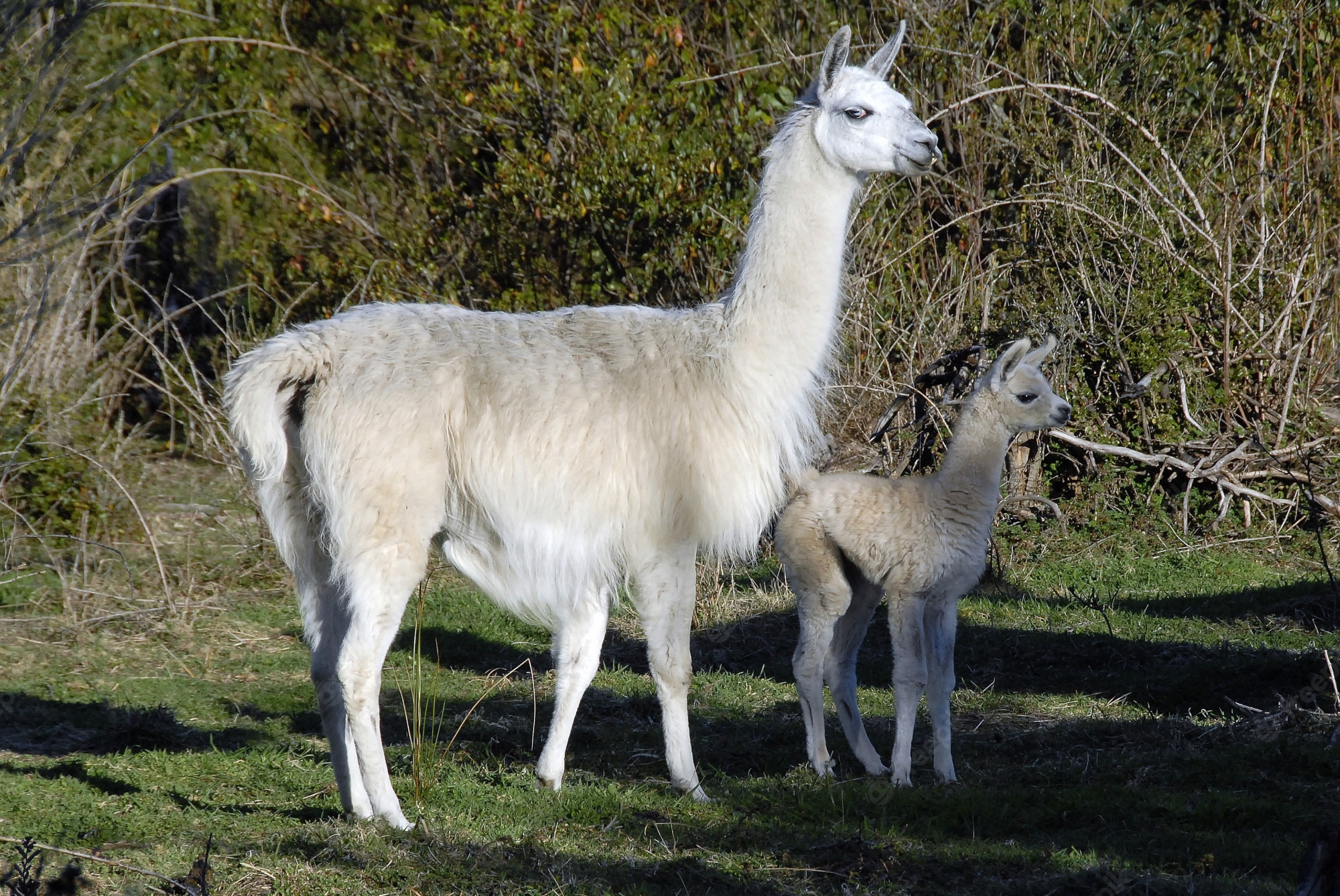 Baby Llama Pics Wallpapers