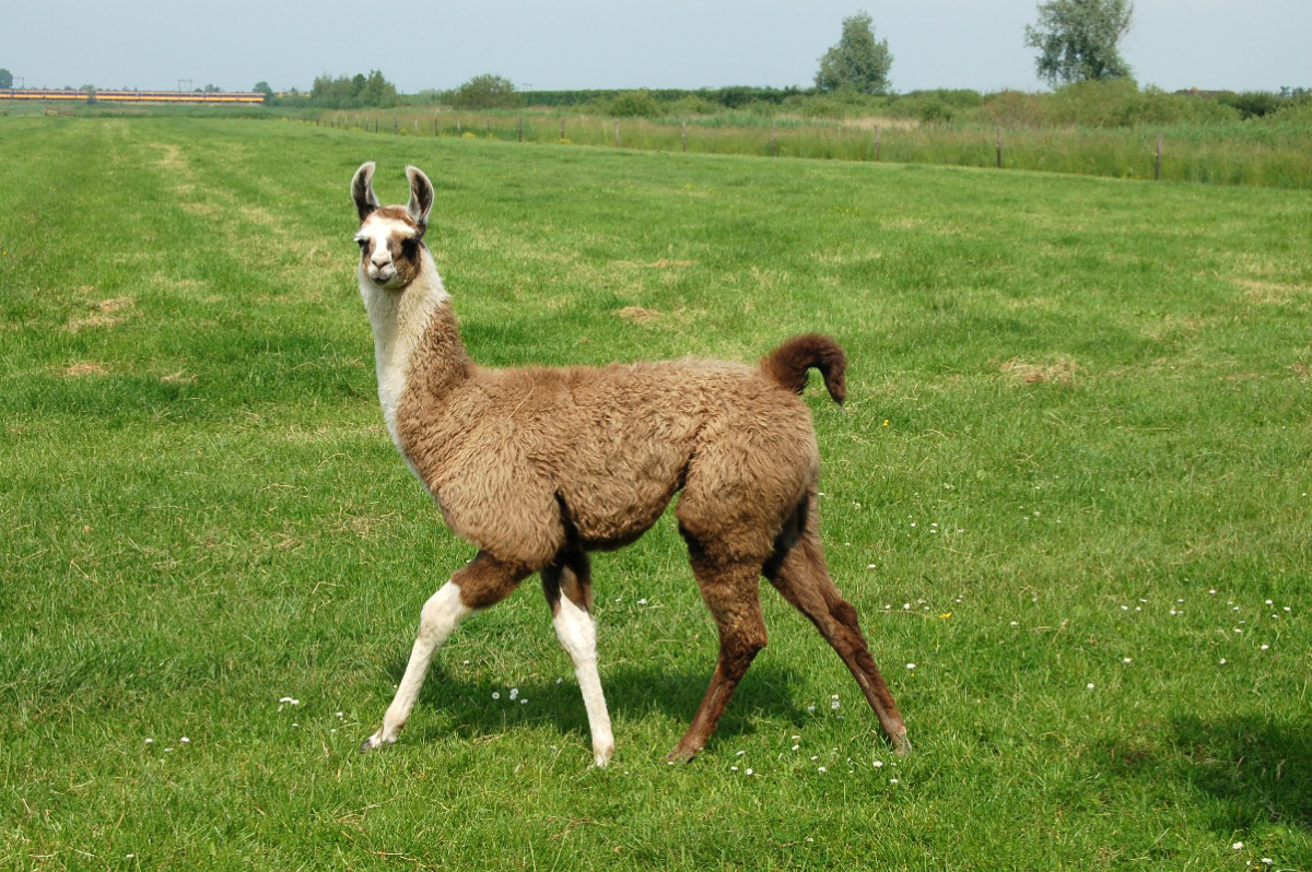 Baby Llama Pics Wallpapers