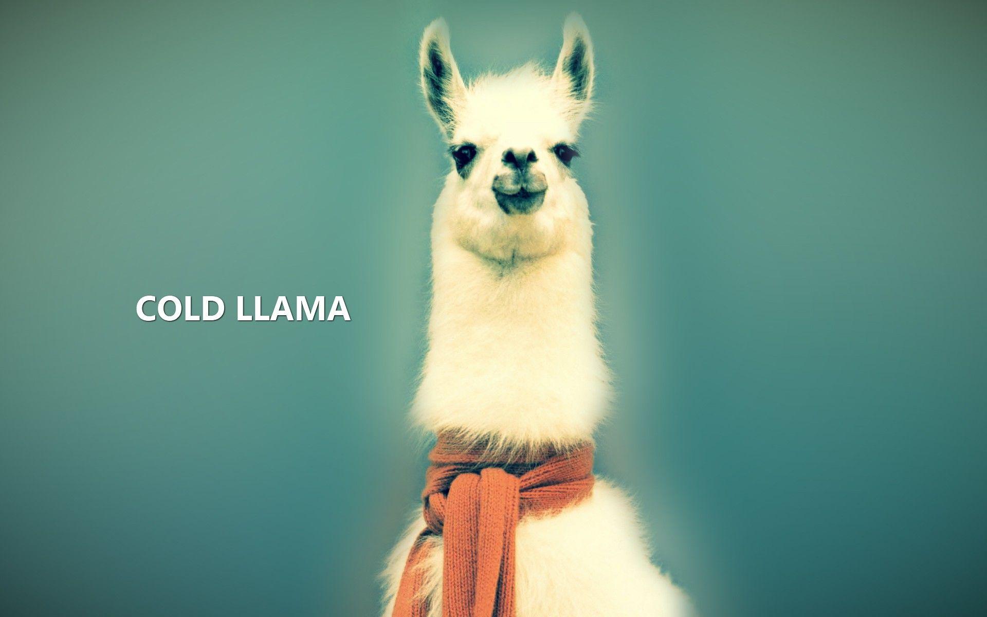 Baby Llama Pics Wallpapers