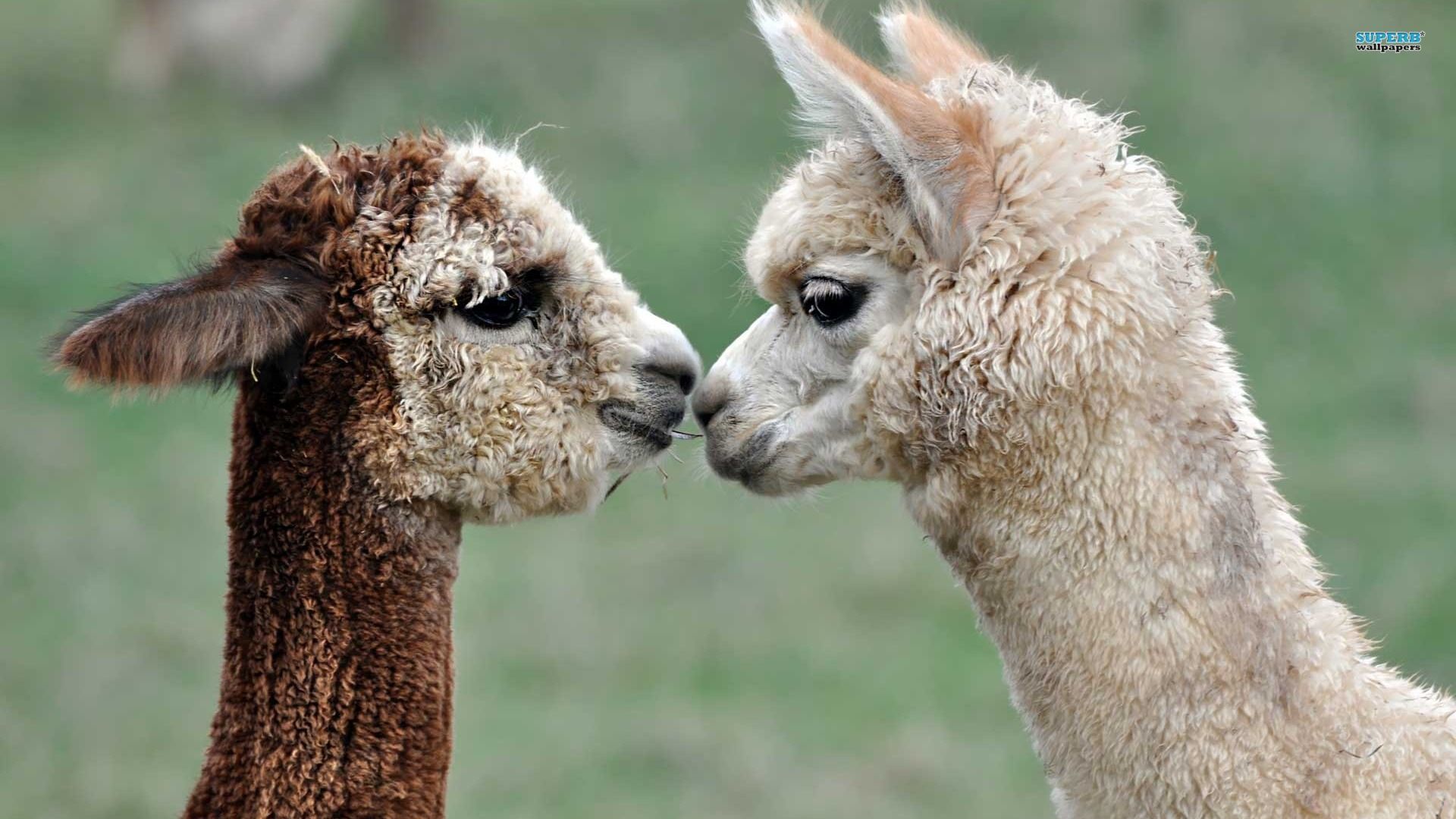 Baby Llama Pics Wallpapers