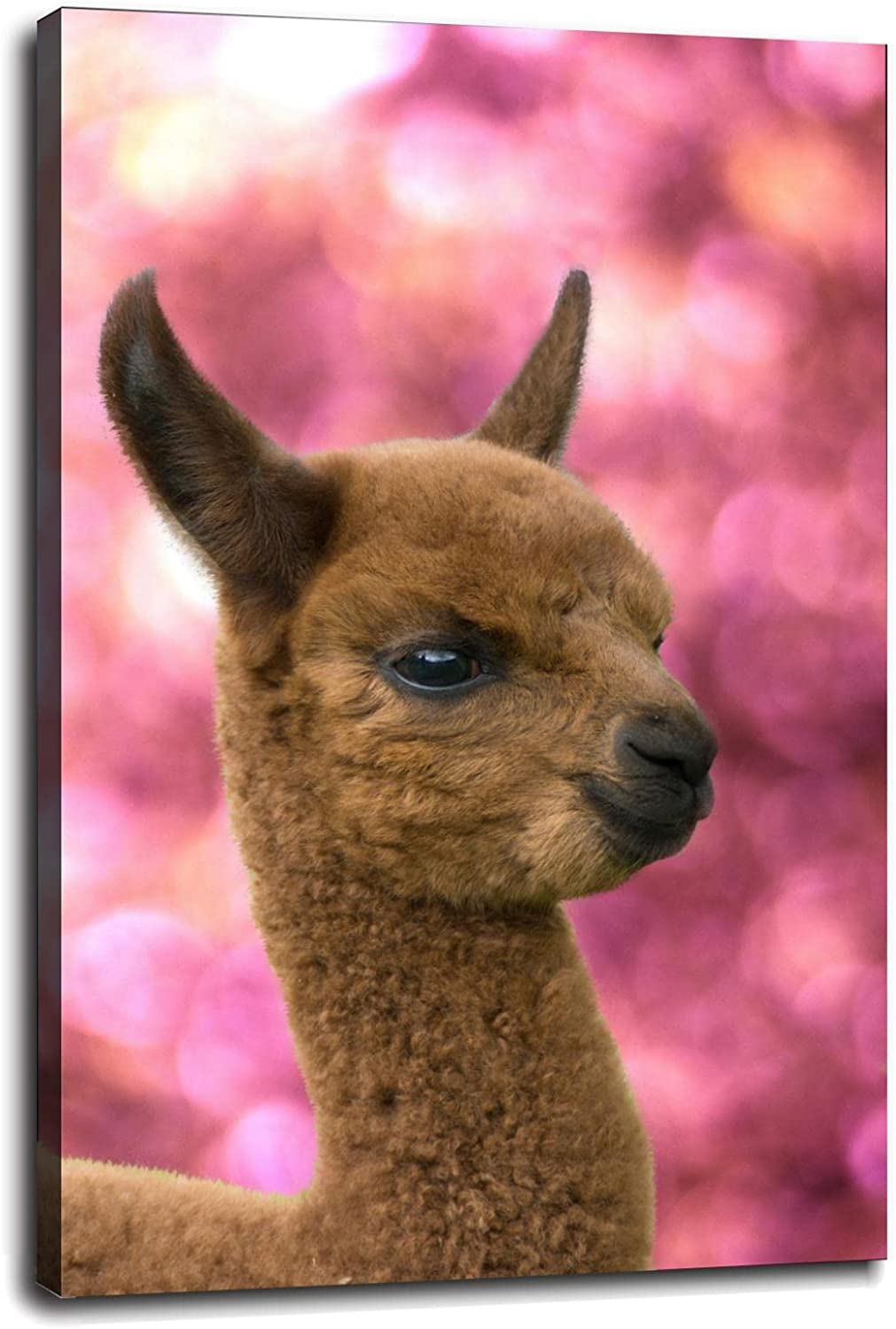 Baby Llama Pics Wallpapers