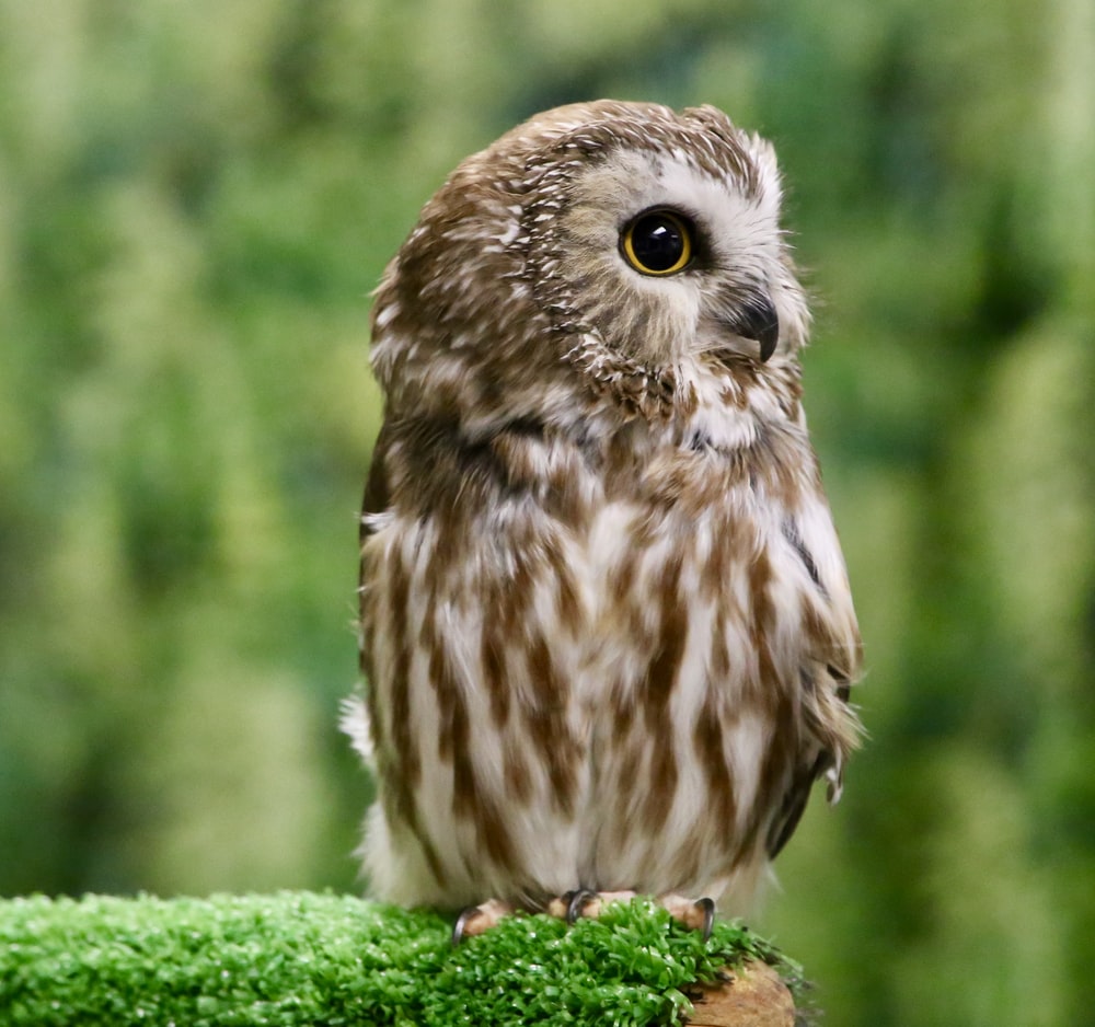 Baby Owl Wallpapers