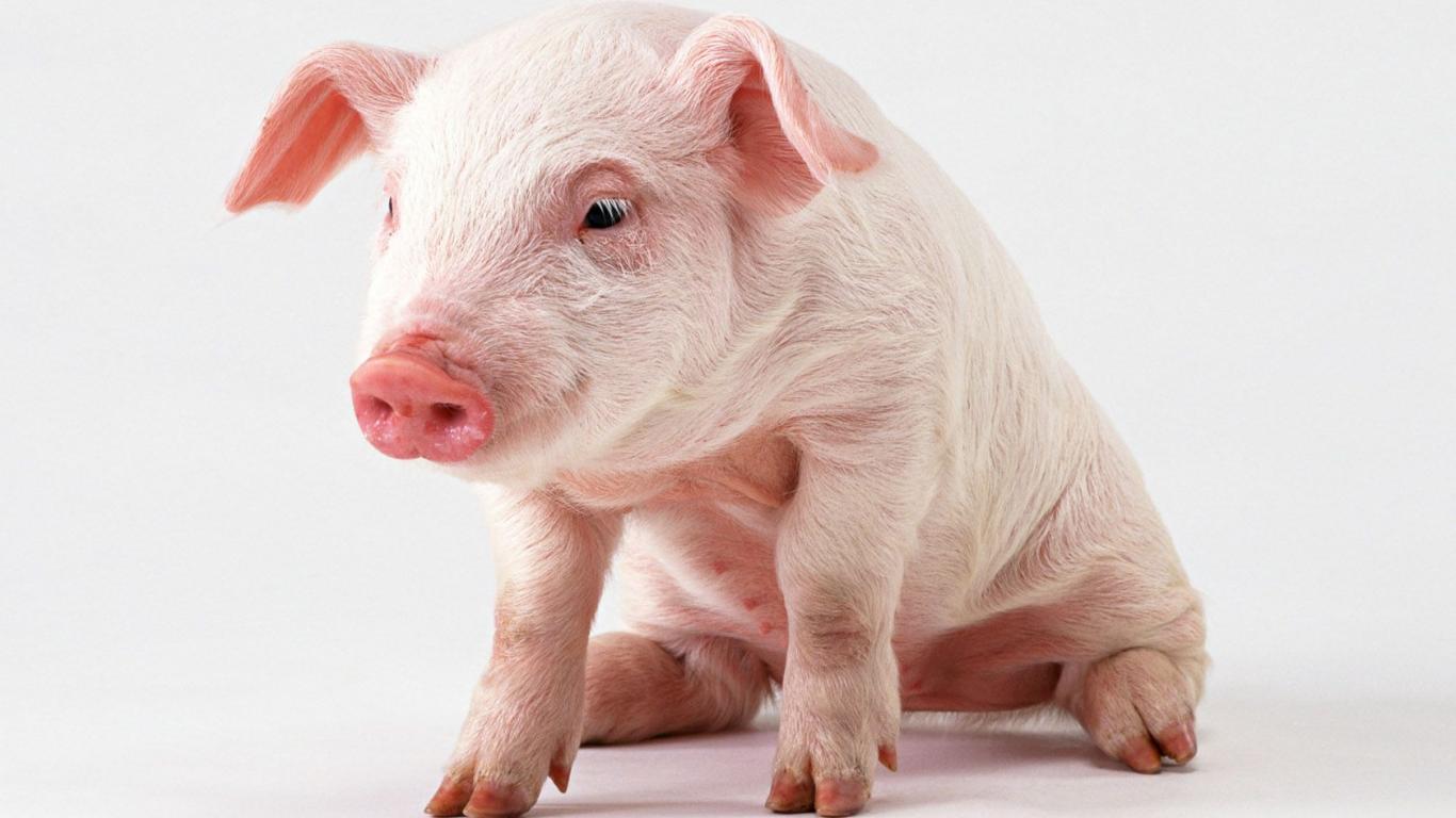 Baby Pigs Wallpapers