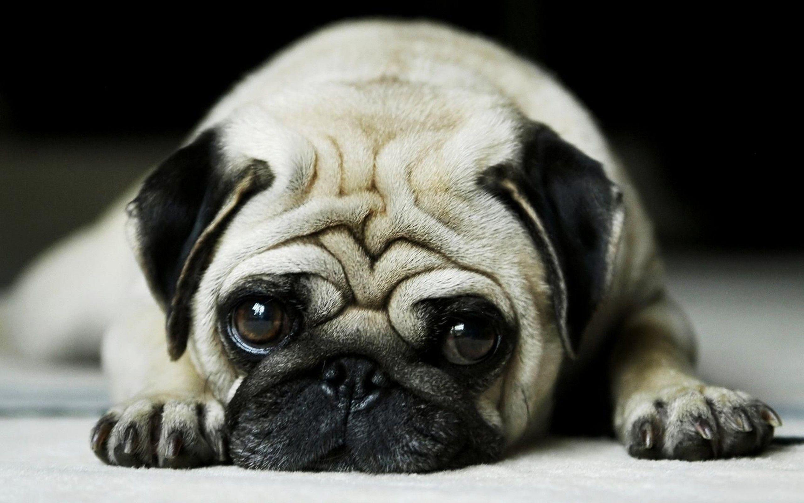 Baby Pugs Wallpapers