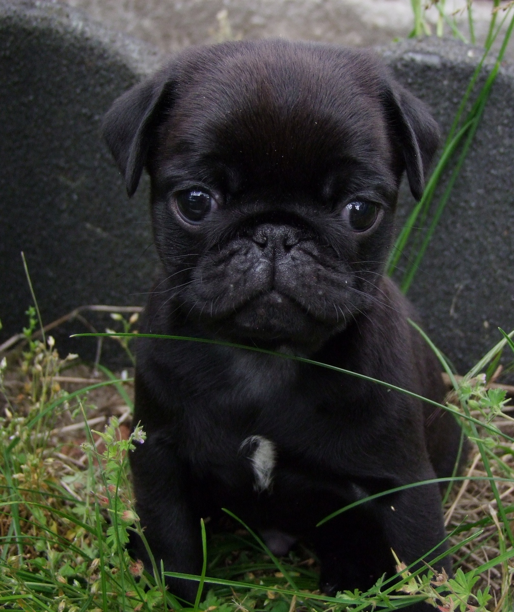 Baby Pugs Wallpapers