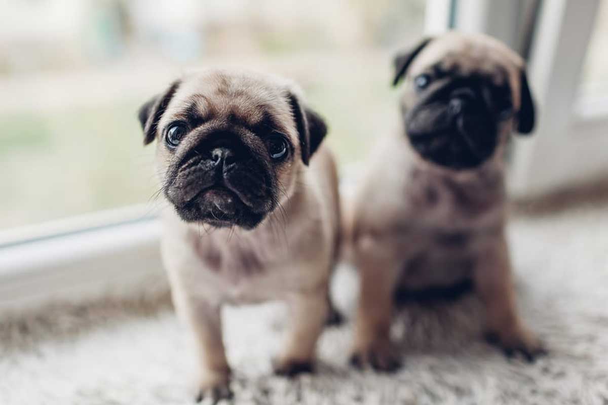 Baby Pugs Wallpapers