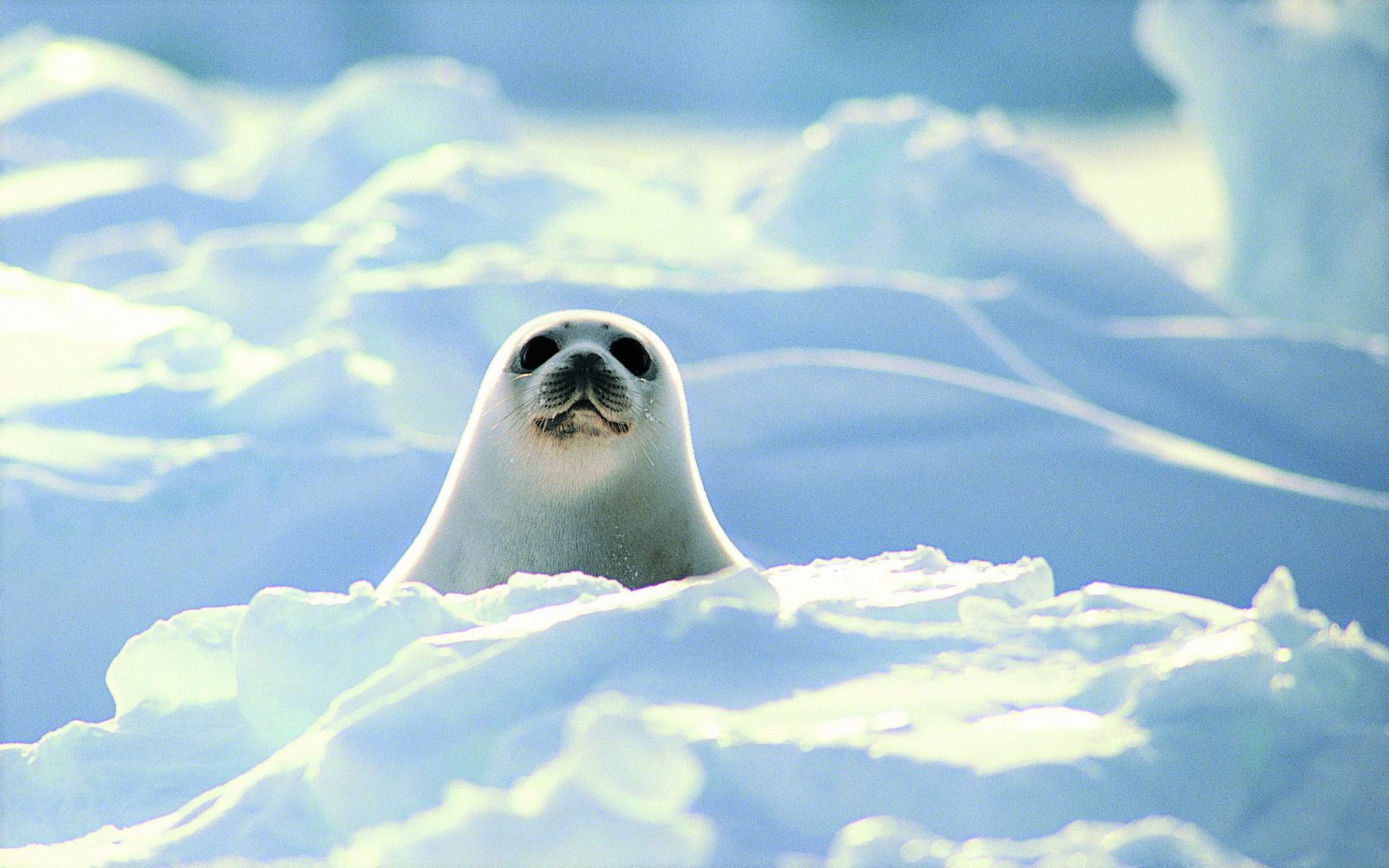 Baby Seal Wallpapers