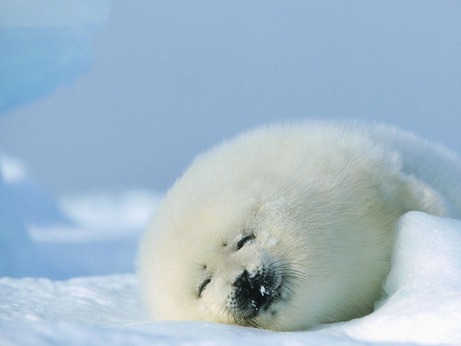 Baby Seal Wallpapers