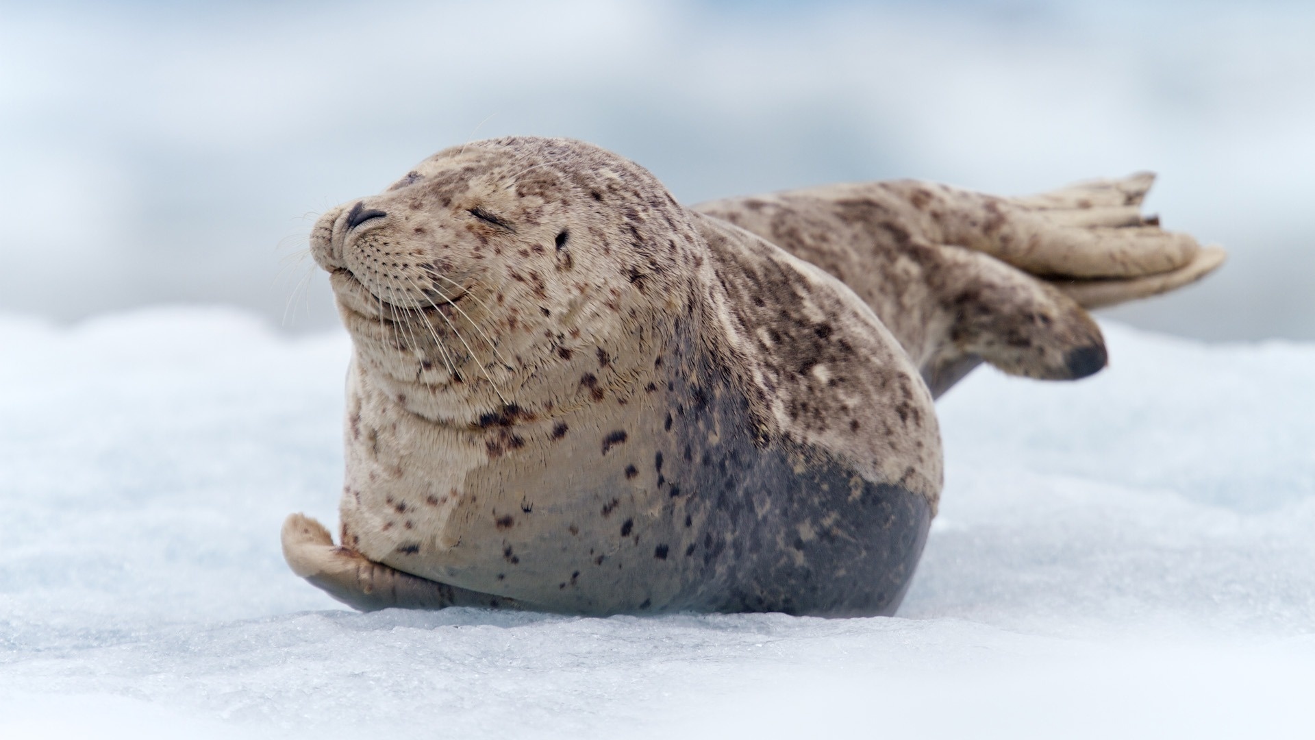 Baby Seal Wallpapers