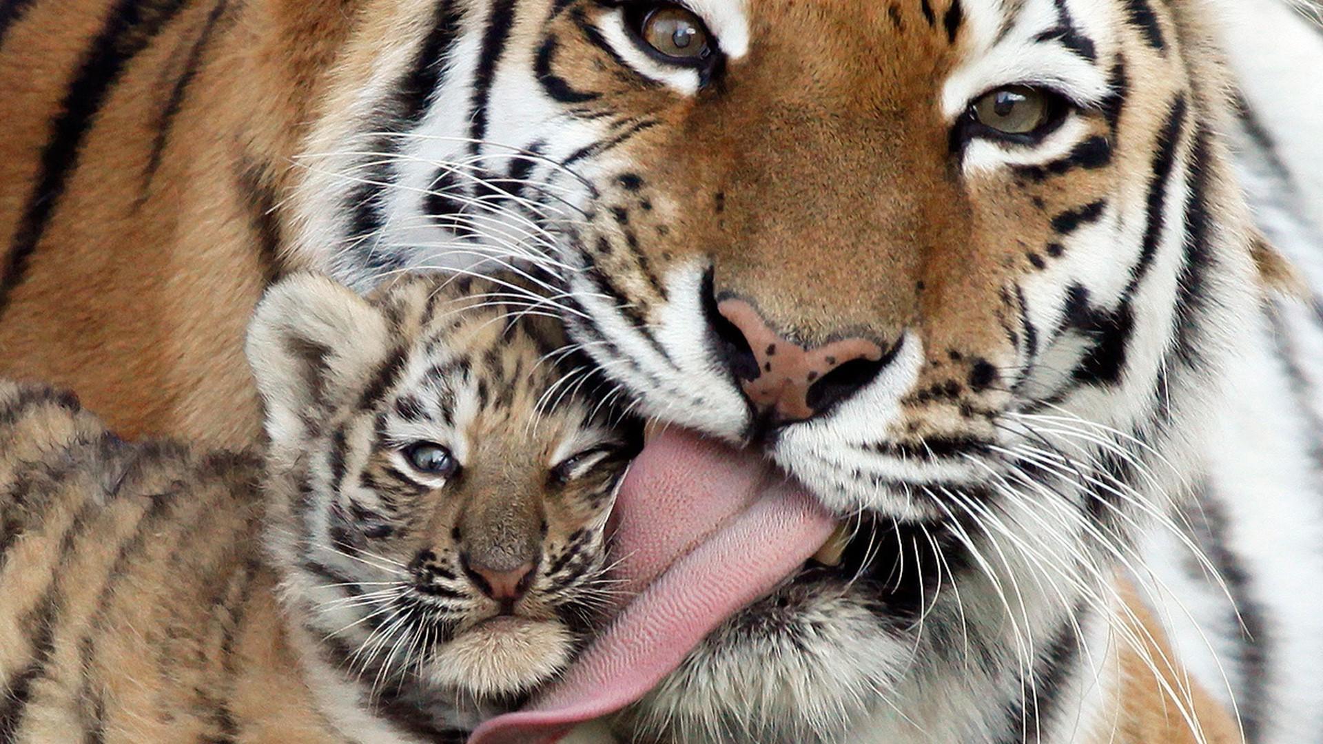 Baby Tigers Wallpapers
