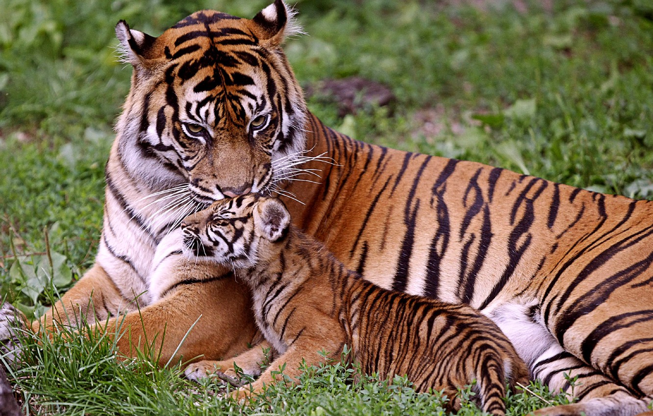 Baby Tigers Wallpapers