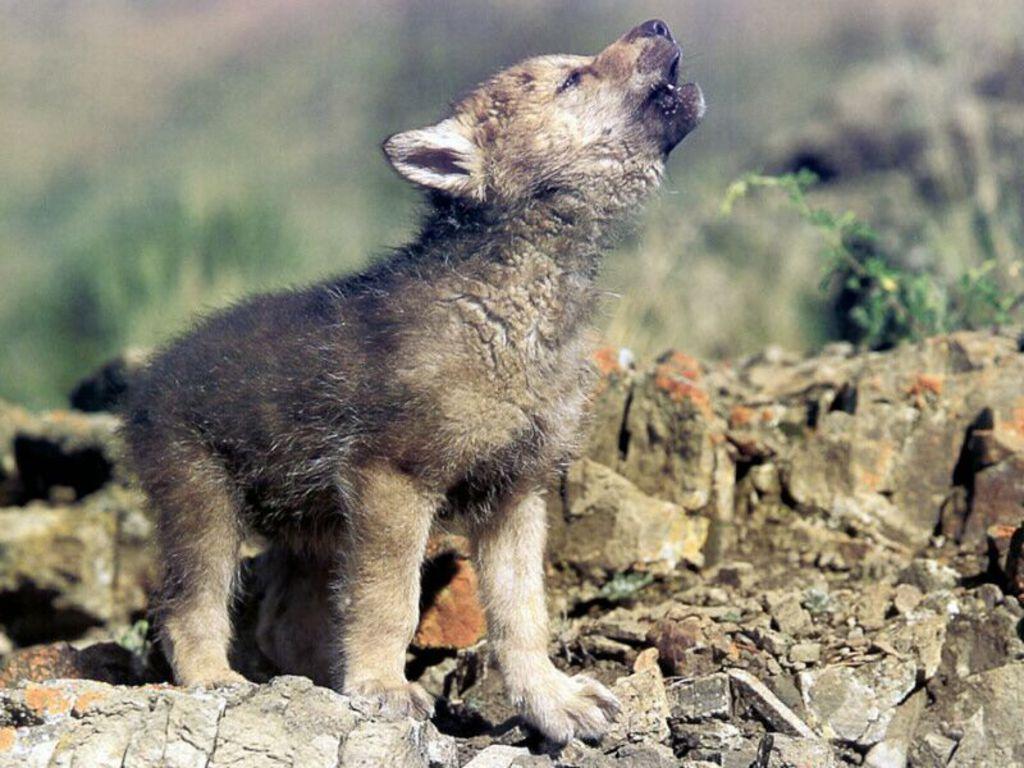 Baby Wolf Wallpapers