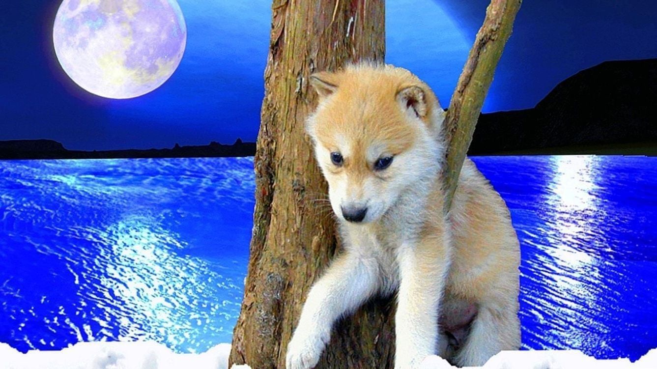 Baby Wolf Wallpapers