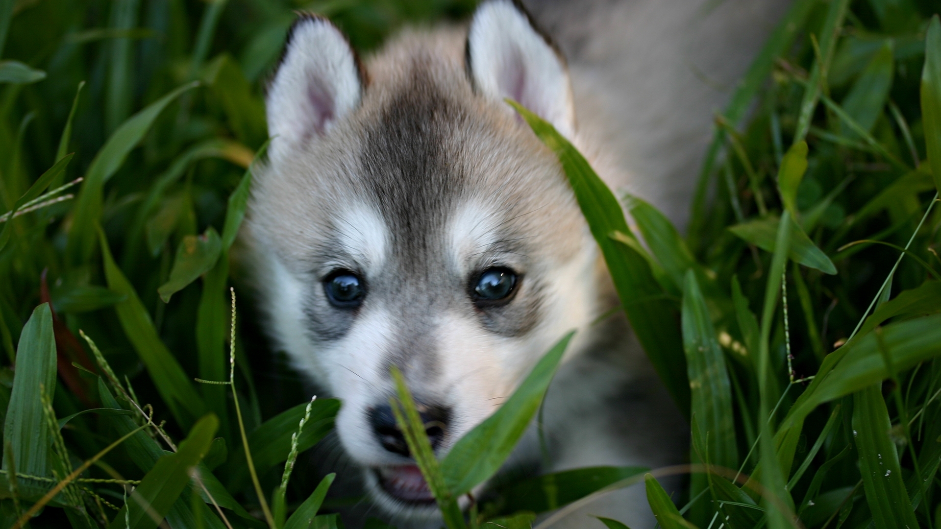 Baby Wolf Wallpapers