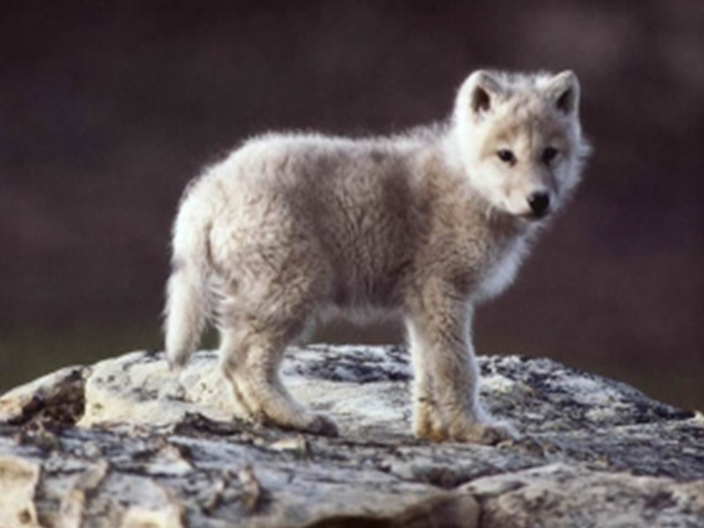 Baby Wolf Wallpapers