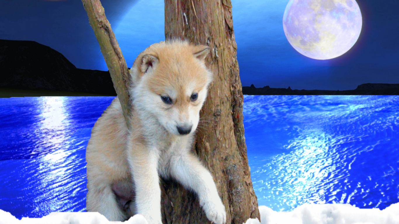 Baby Wolf Wallpapers