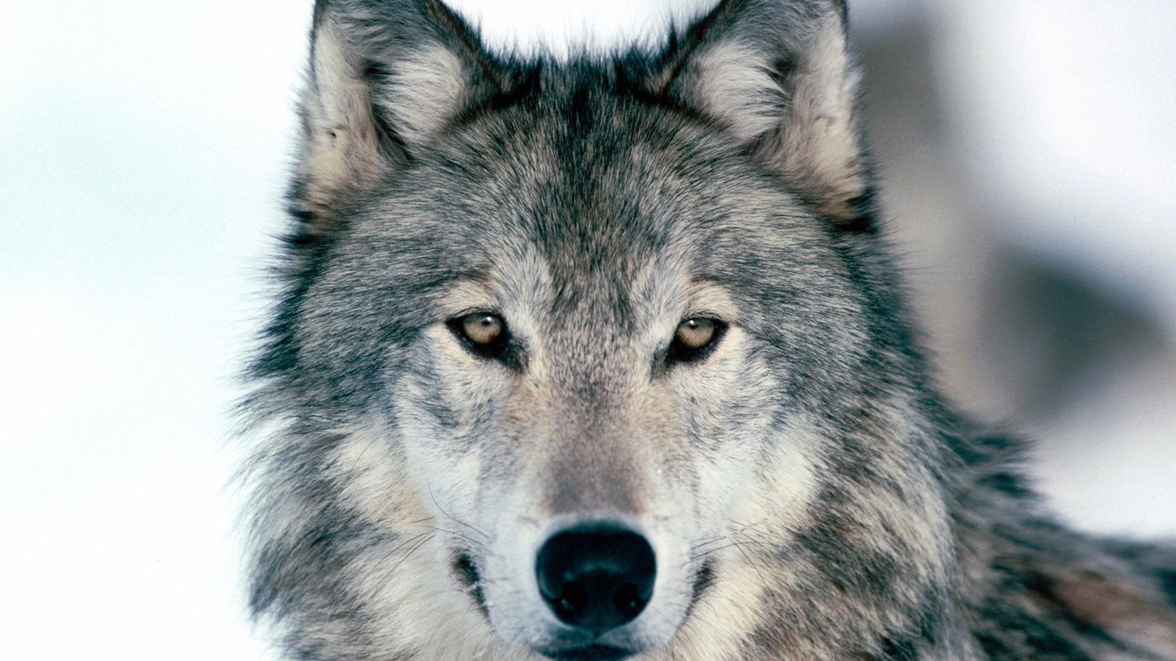 Baby Wolf Wallpapers