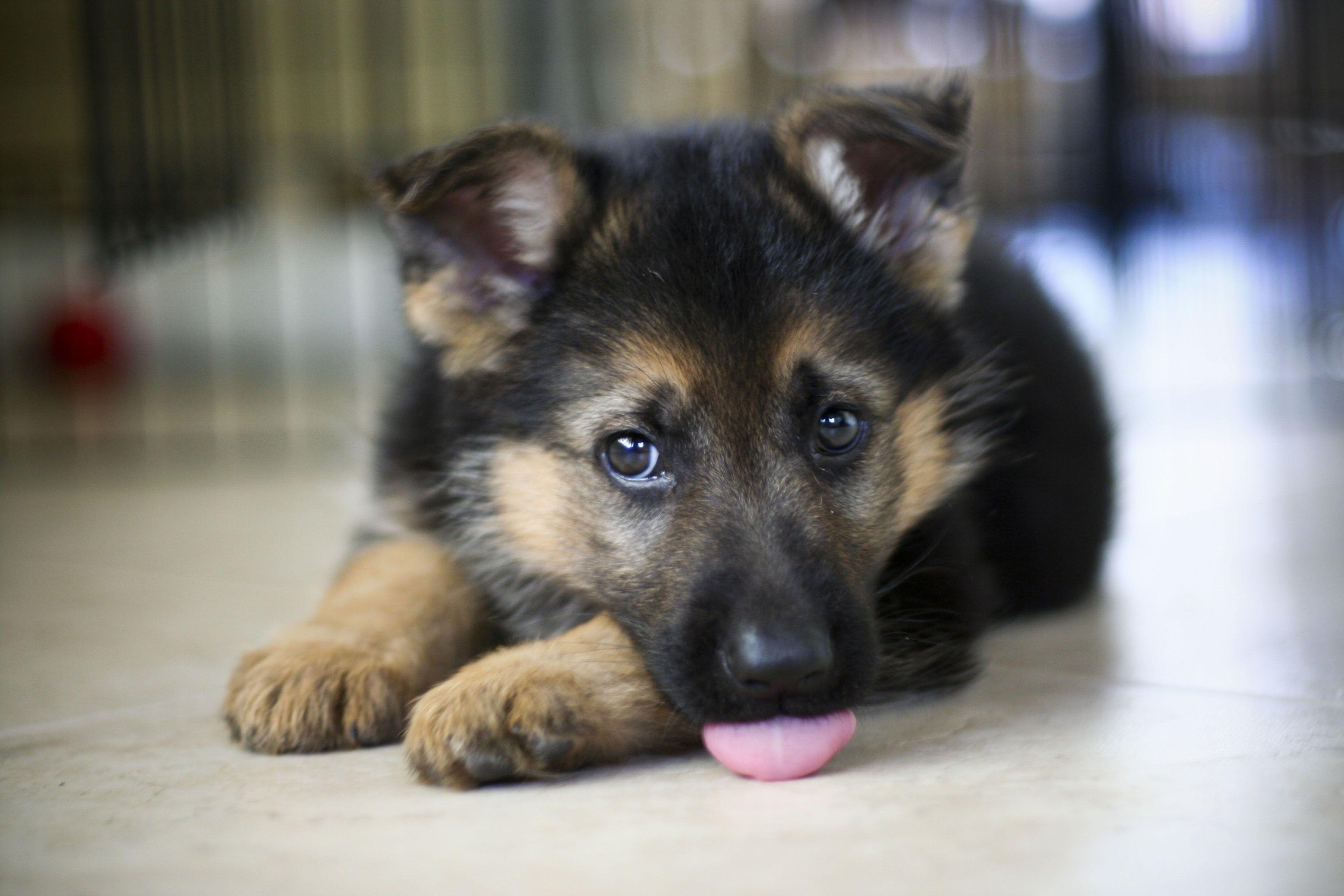 Babygerman Shepherd Wallpapers