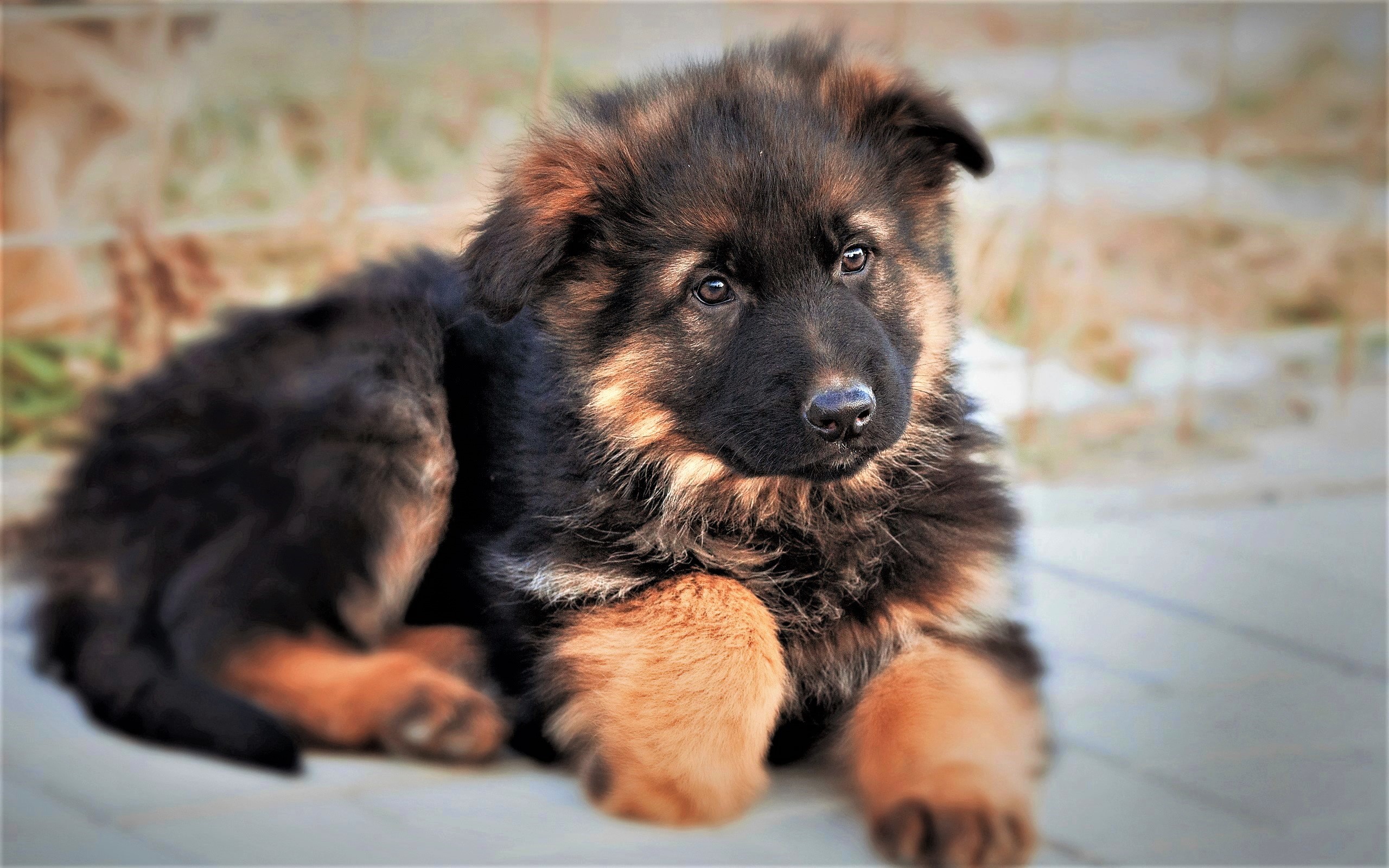 Babygerman Shepherd Wallpapers