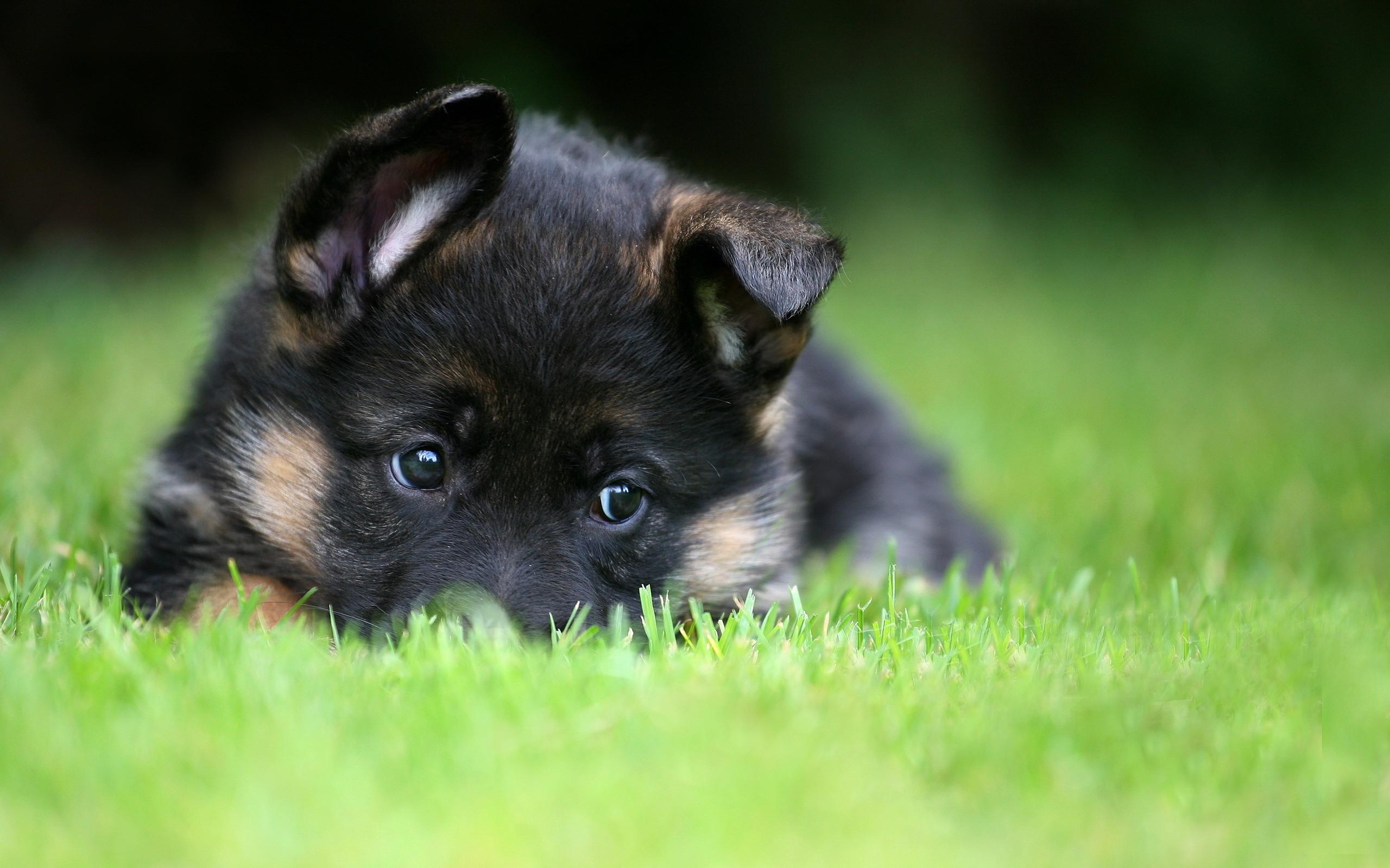 Babygerman Shepherd Wallpapers