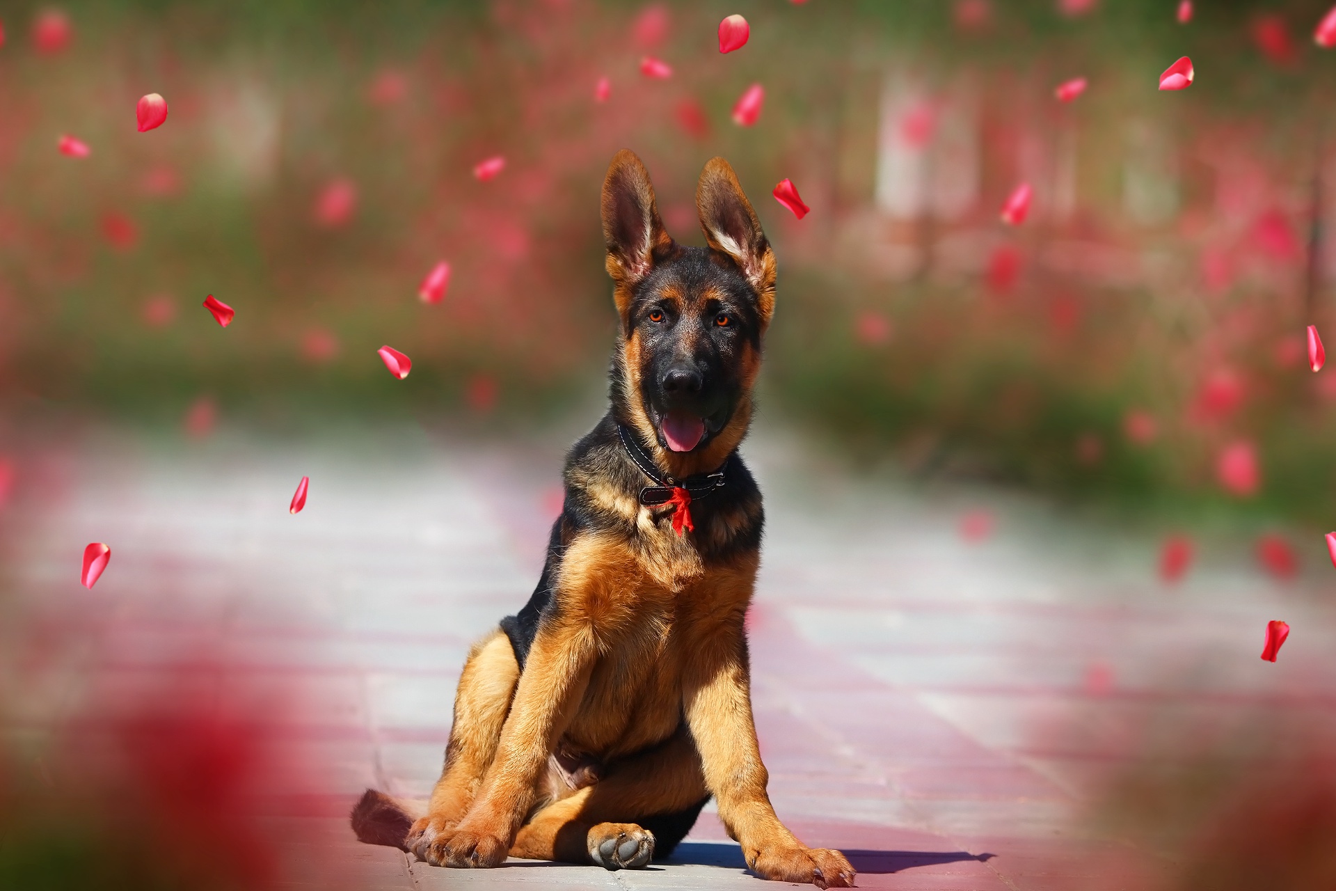 Babygerman Shepherd Wallpapers